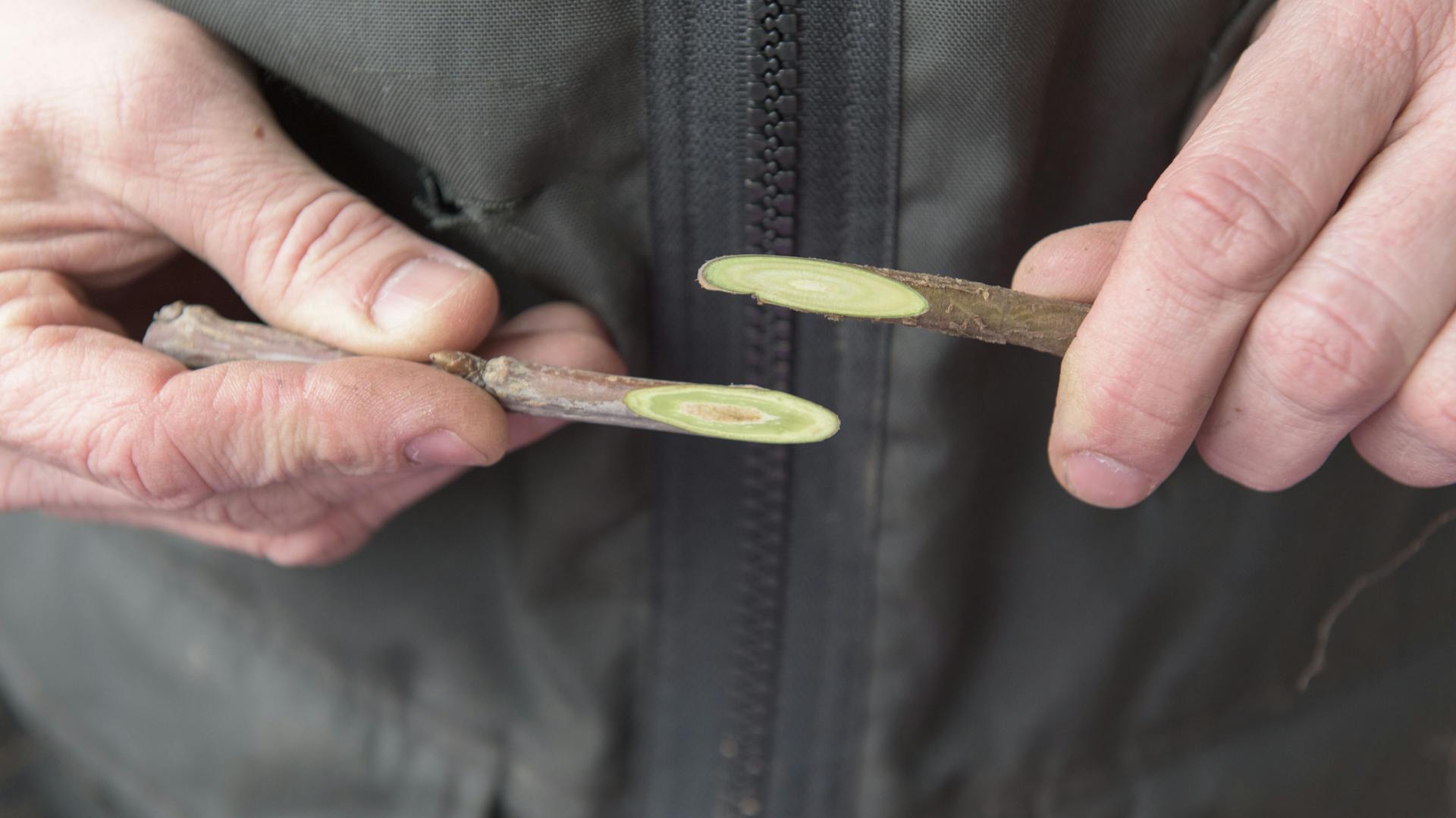 Hände halten schräg angeschnittene Zweige