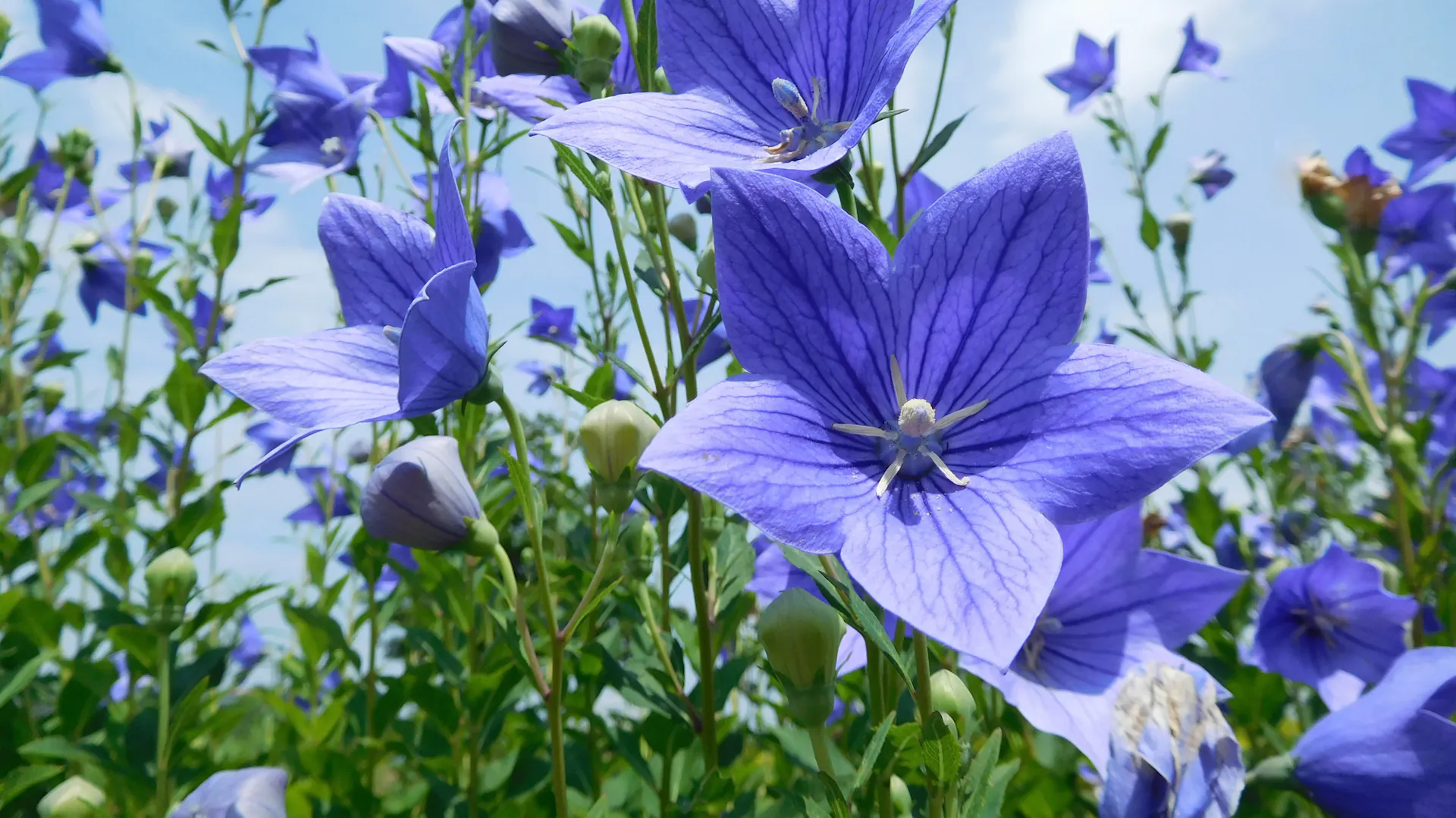 Blau blühende Ballonblume