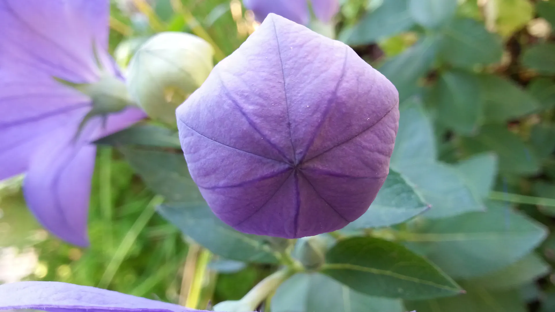 Geschlossene Blüte der Ballonblume