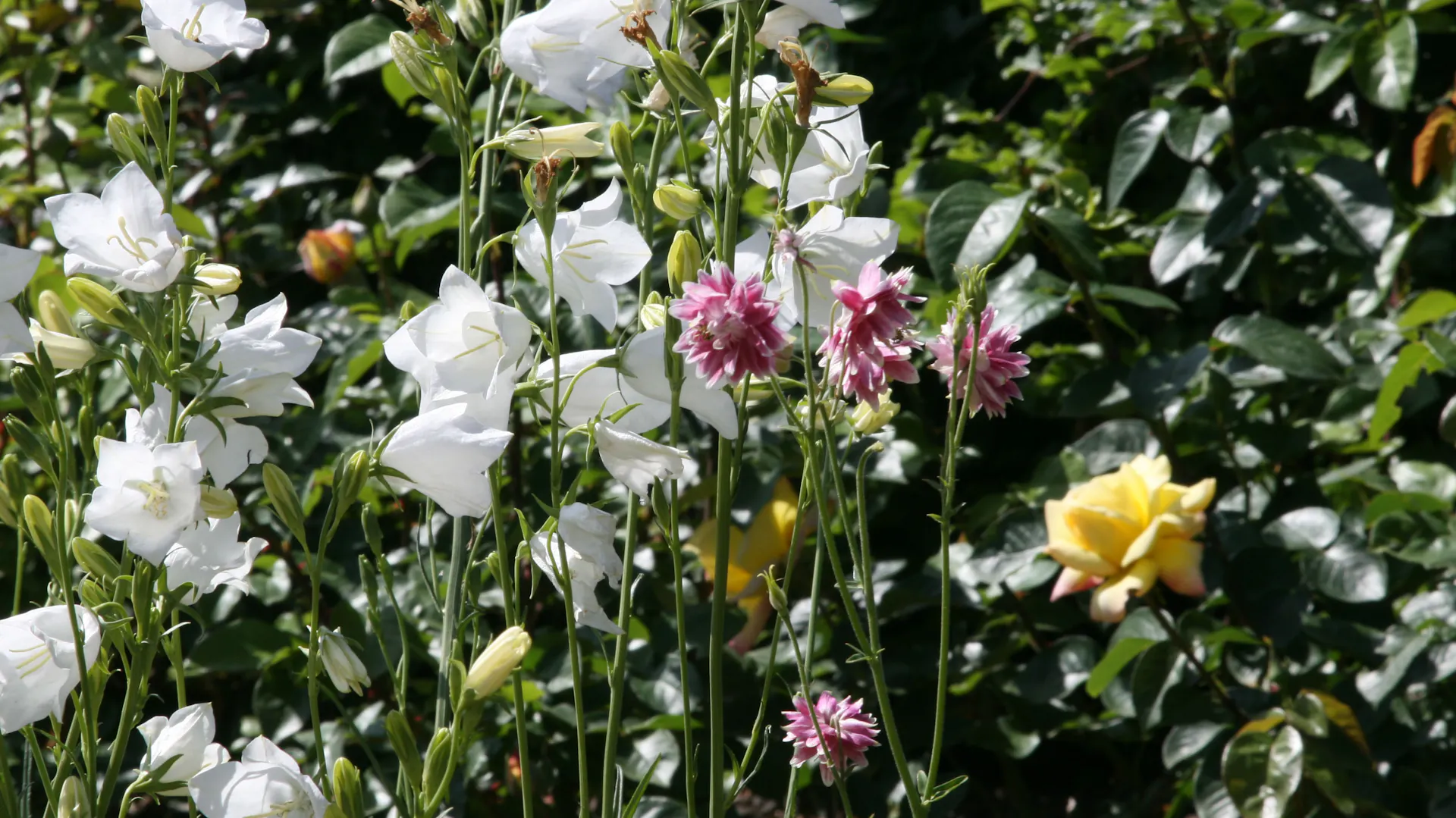 Ballonblume mit weißen Blüten