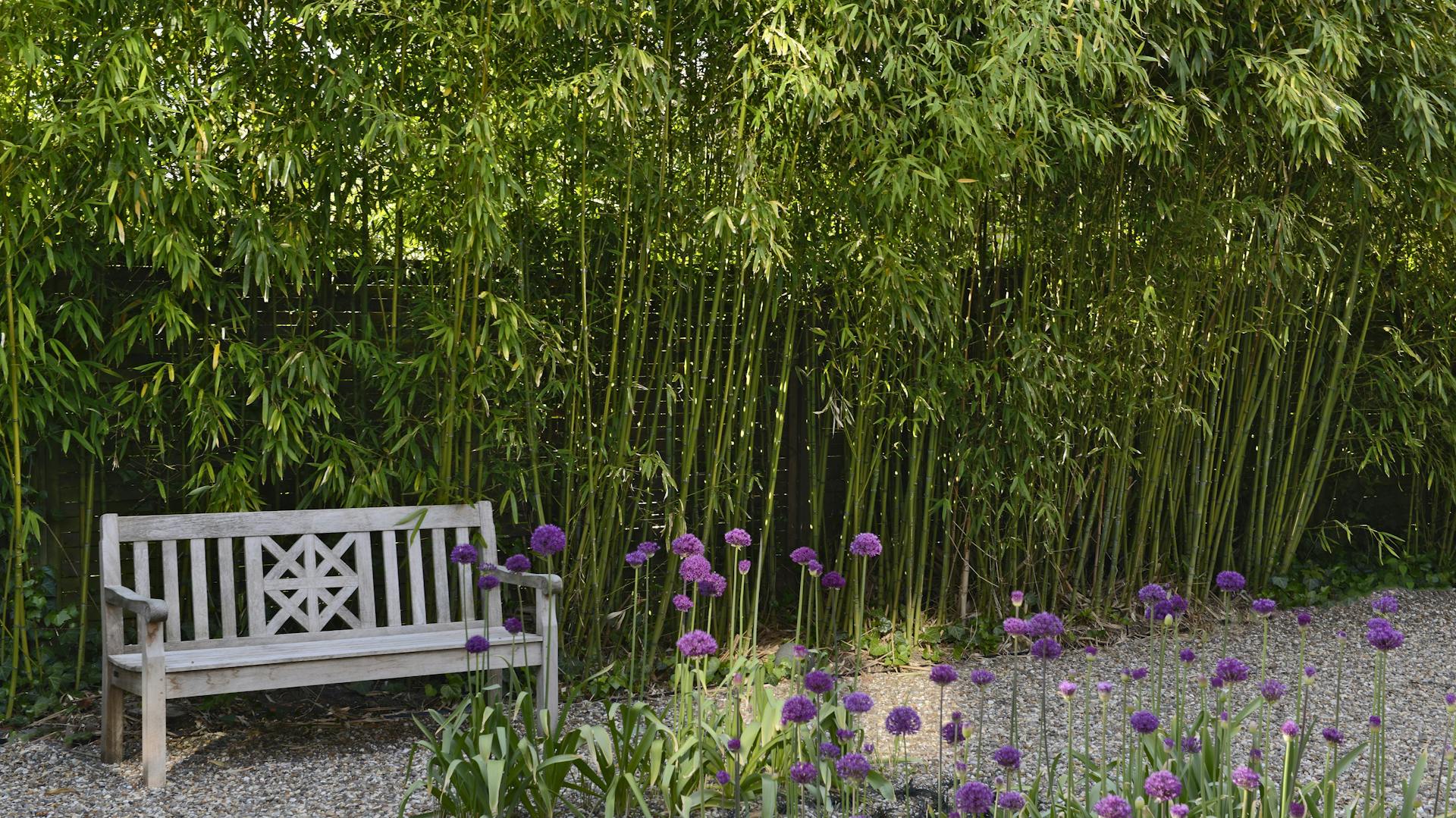 Bambus entfernen – Schritt-für-Schritt-Anleitung | OBI