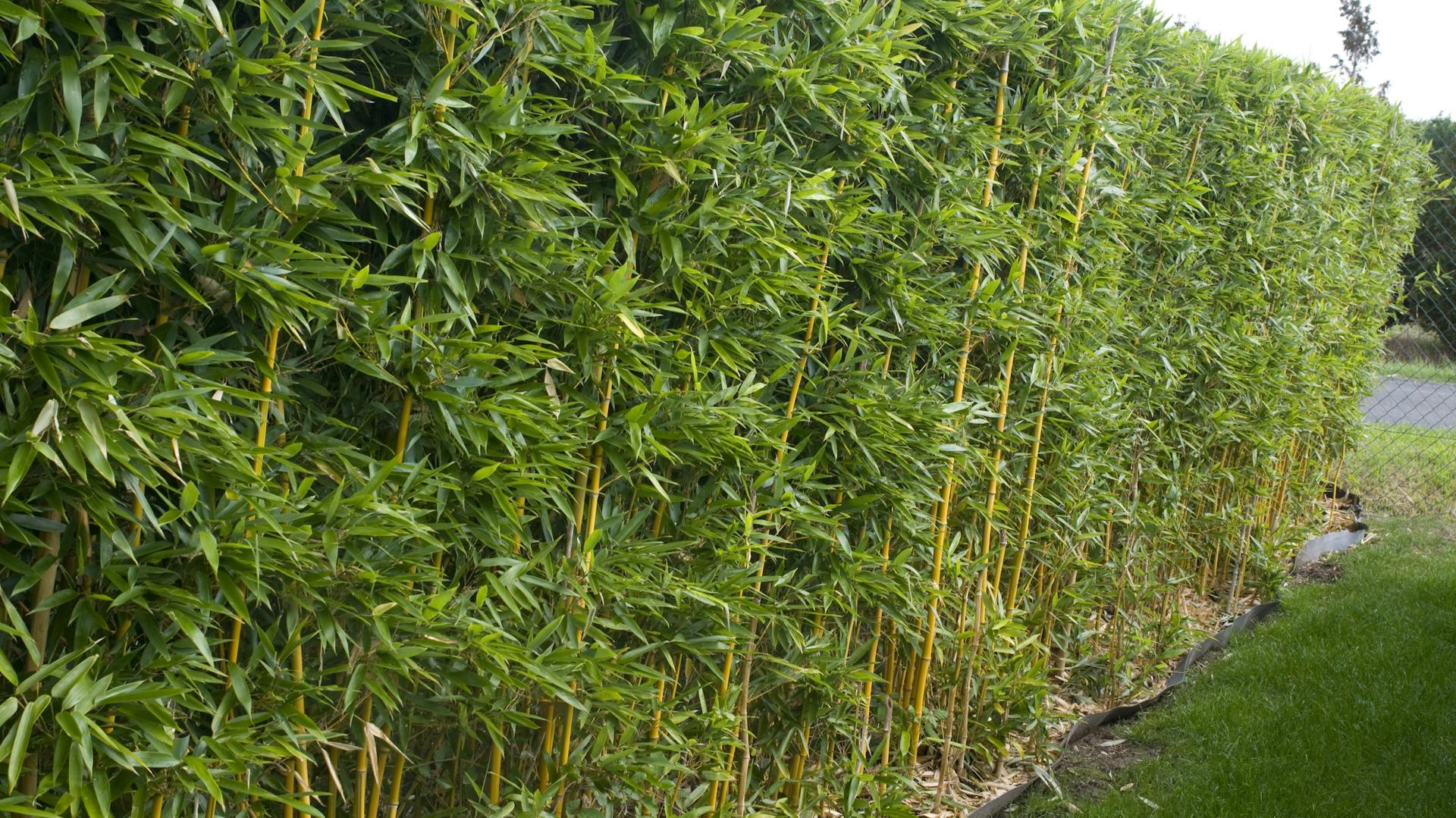 Hochgewachsene Bambushecke.