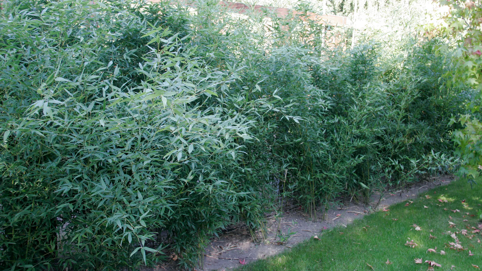 Bambushecke im Garten.