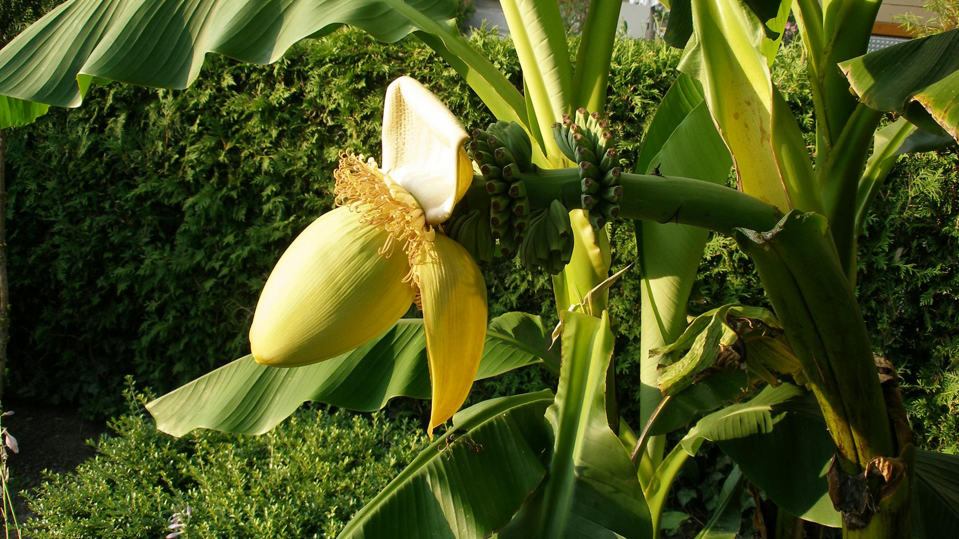 Bananenpflanze mit Früchten