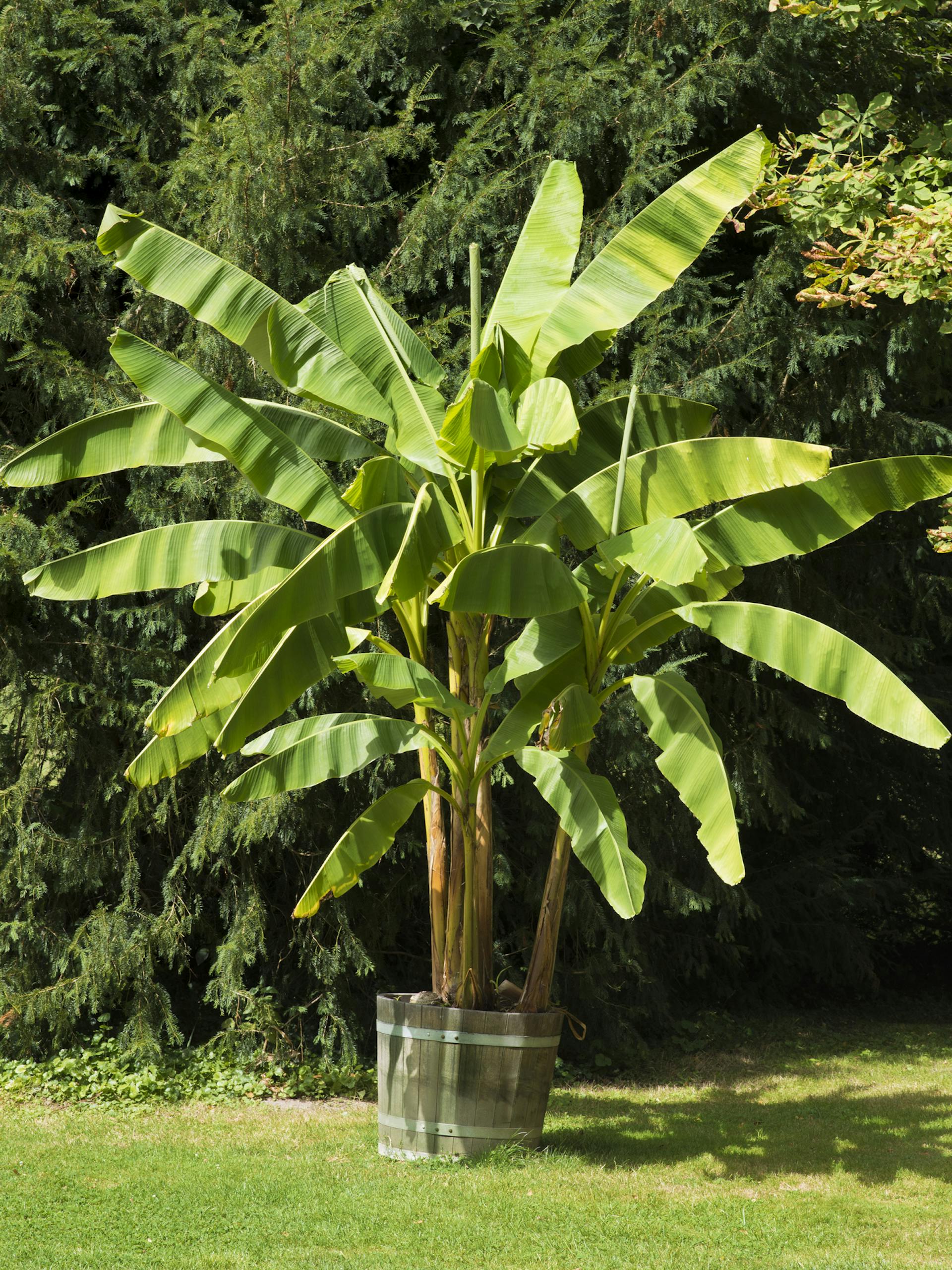 Bananenpflanze im Kübel