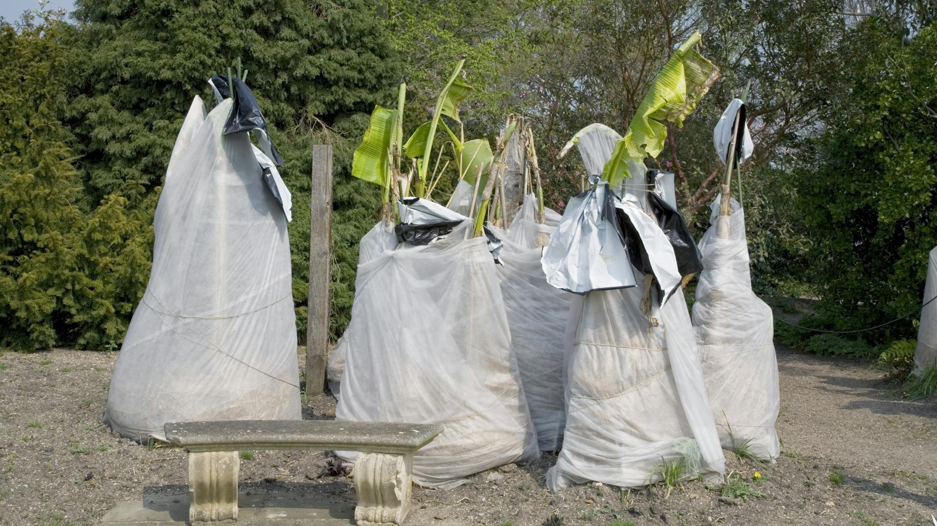Bananenpflanze überwintern