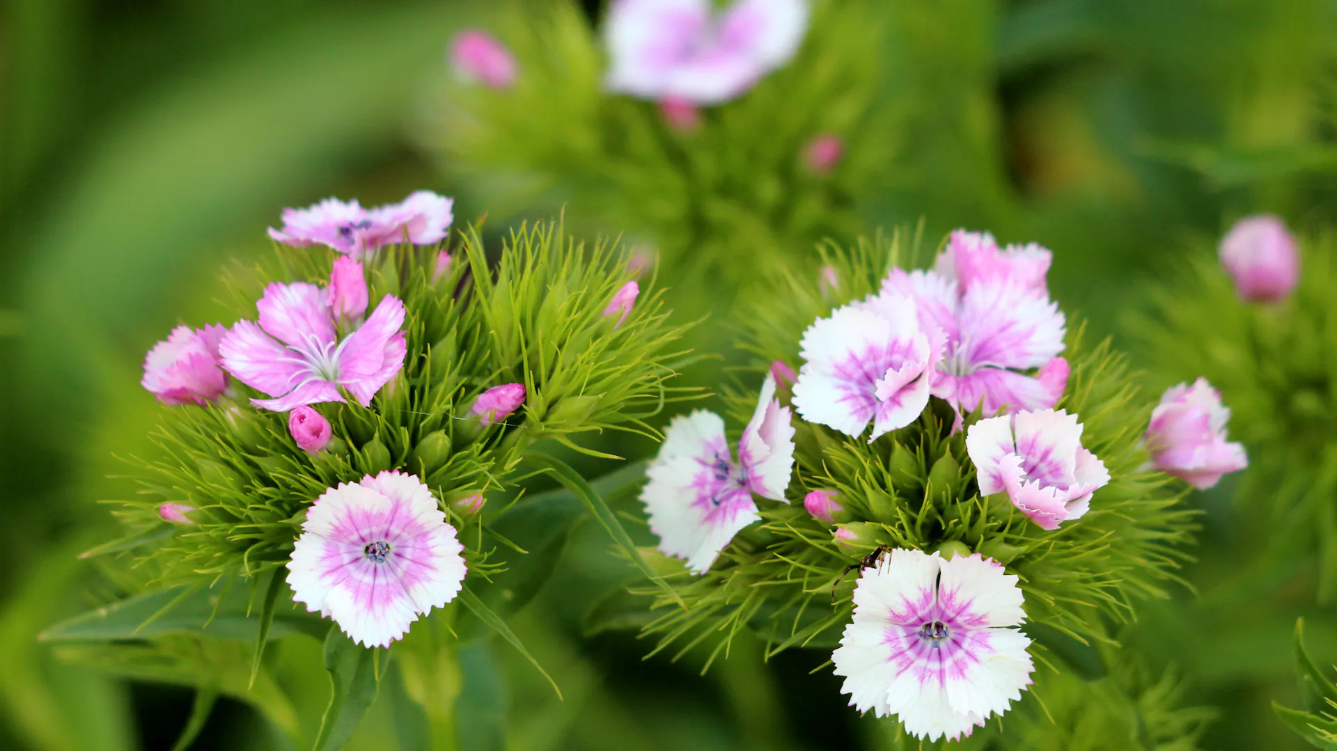 Einzelne Blüten der Bartnelke in Großaufnahme