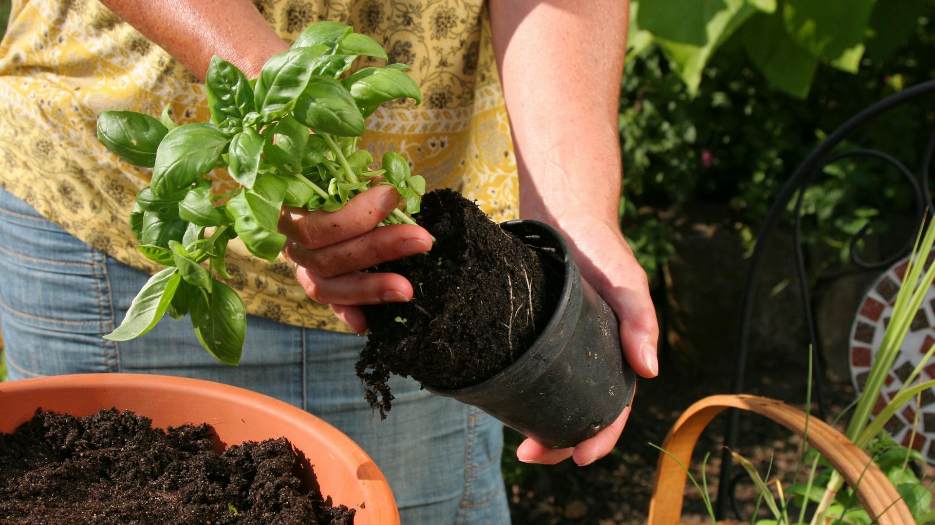 Jemand pflanzt Basilikum aus einem kleinen Topf in einen größeren Topf.