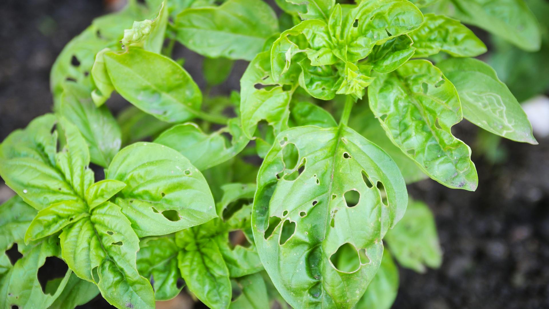 Kranker Basilikum mit Löchern in den Blättern.