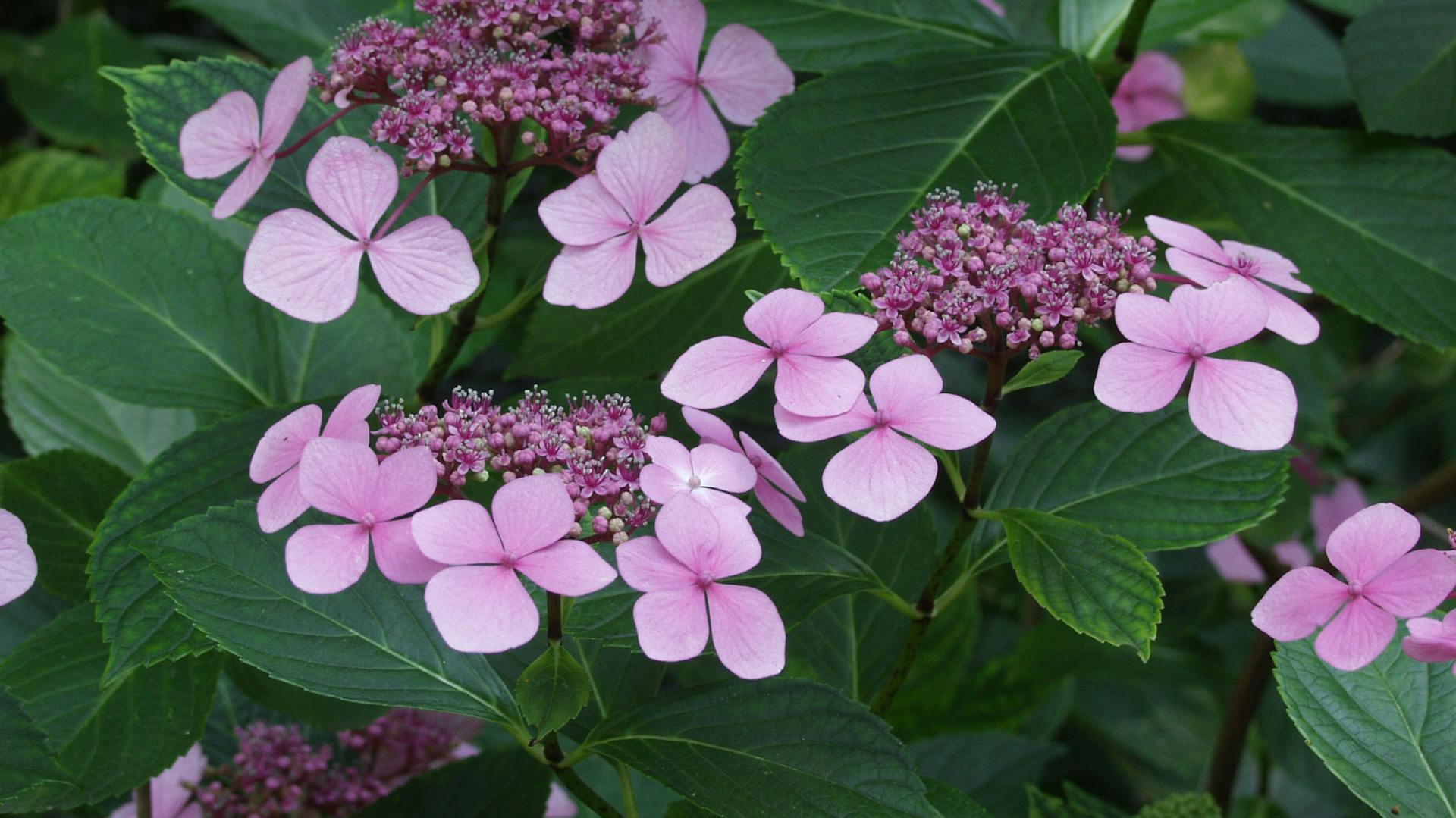 Sich öffnende Blüten an der Bauernhortensie