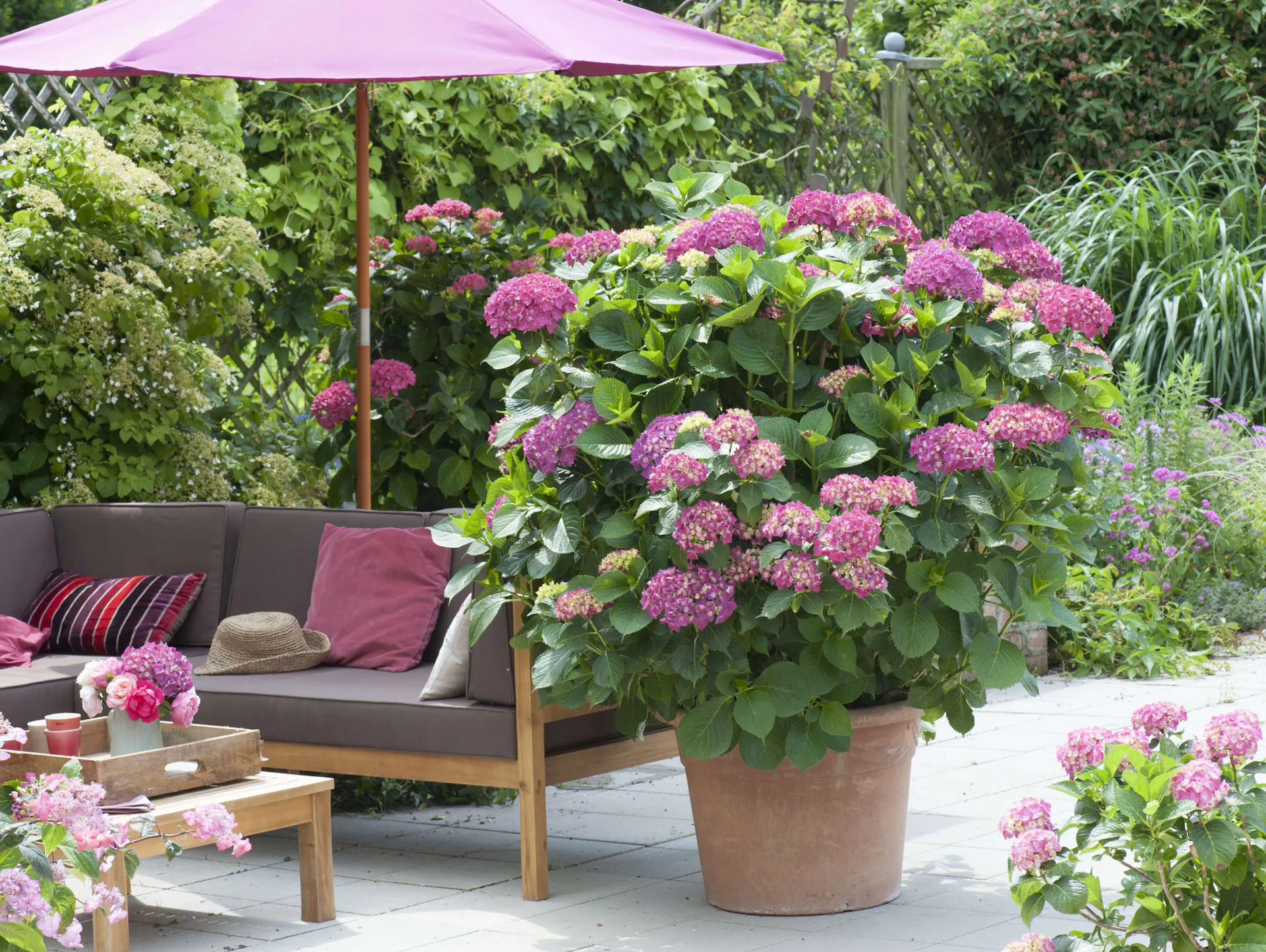 Bauernhortensie im Topf auf Terrasse neben Sitzgelegenheit und Sonnenschirm