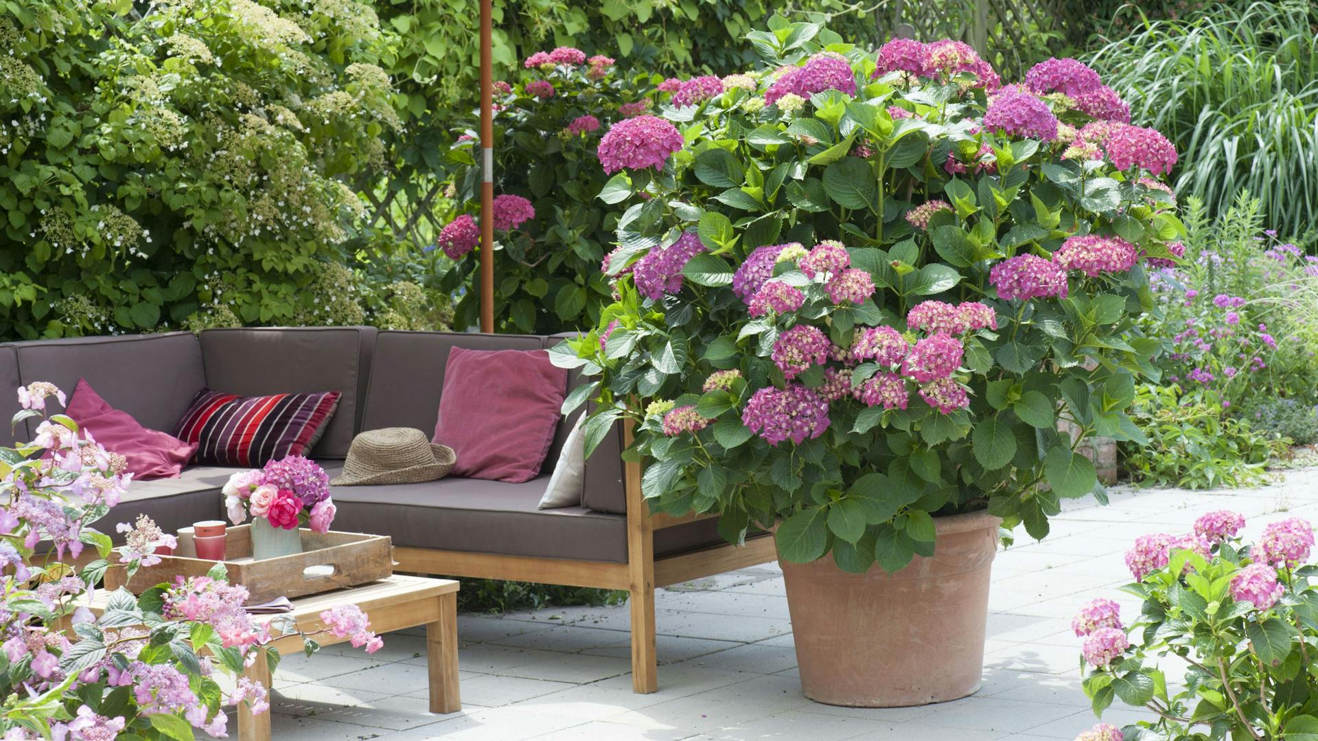 Lila-blühende Bauernhortensie im Topf auf einer Terrasse