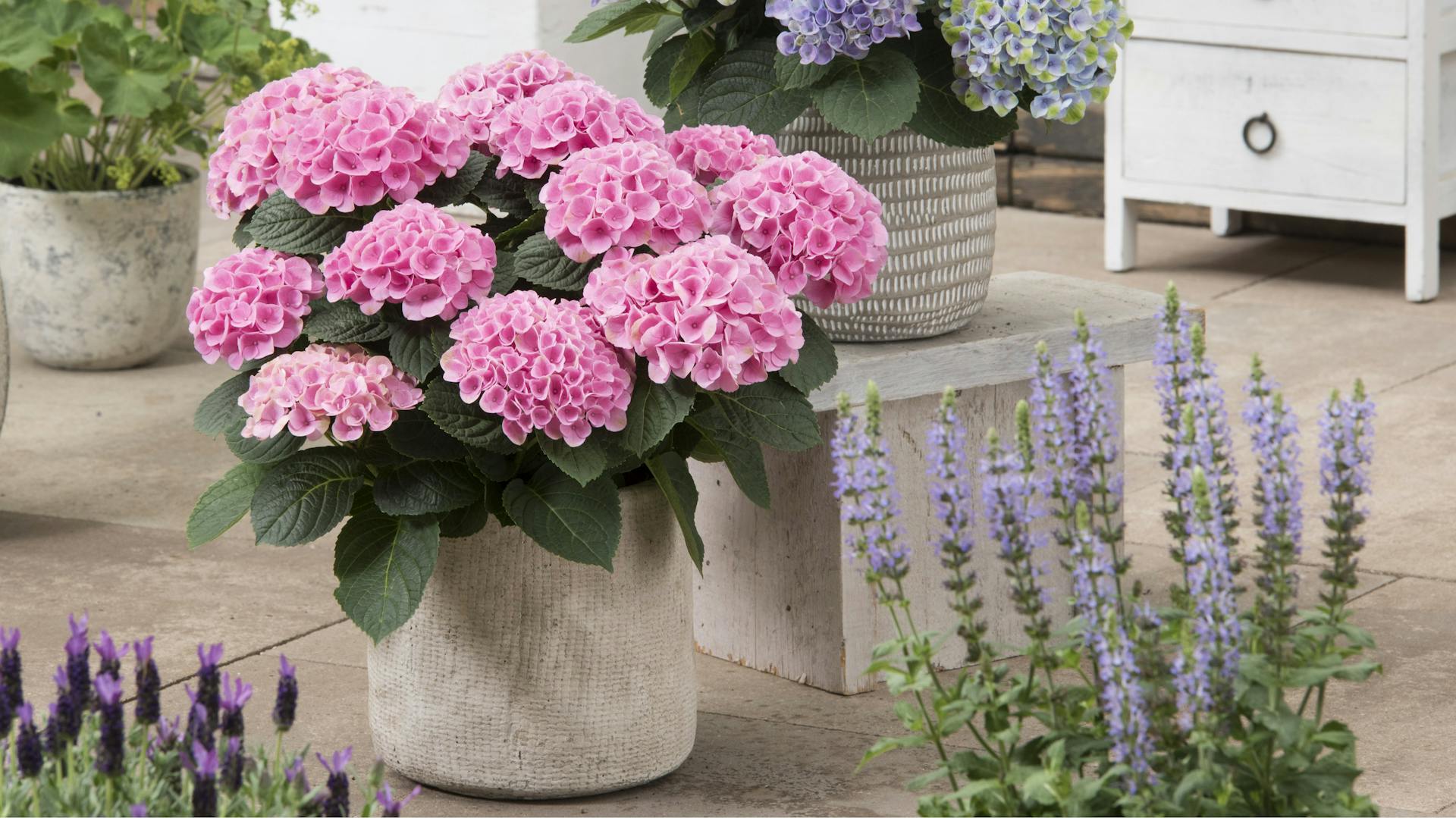 Rosafarbene und blaue Bauernhortensien in der Vase