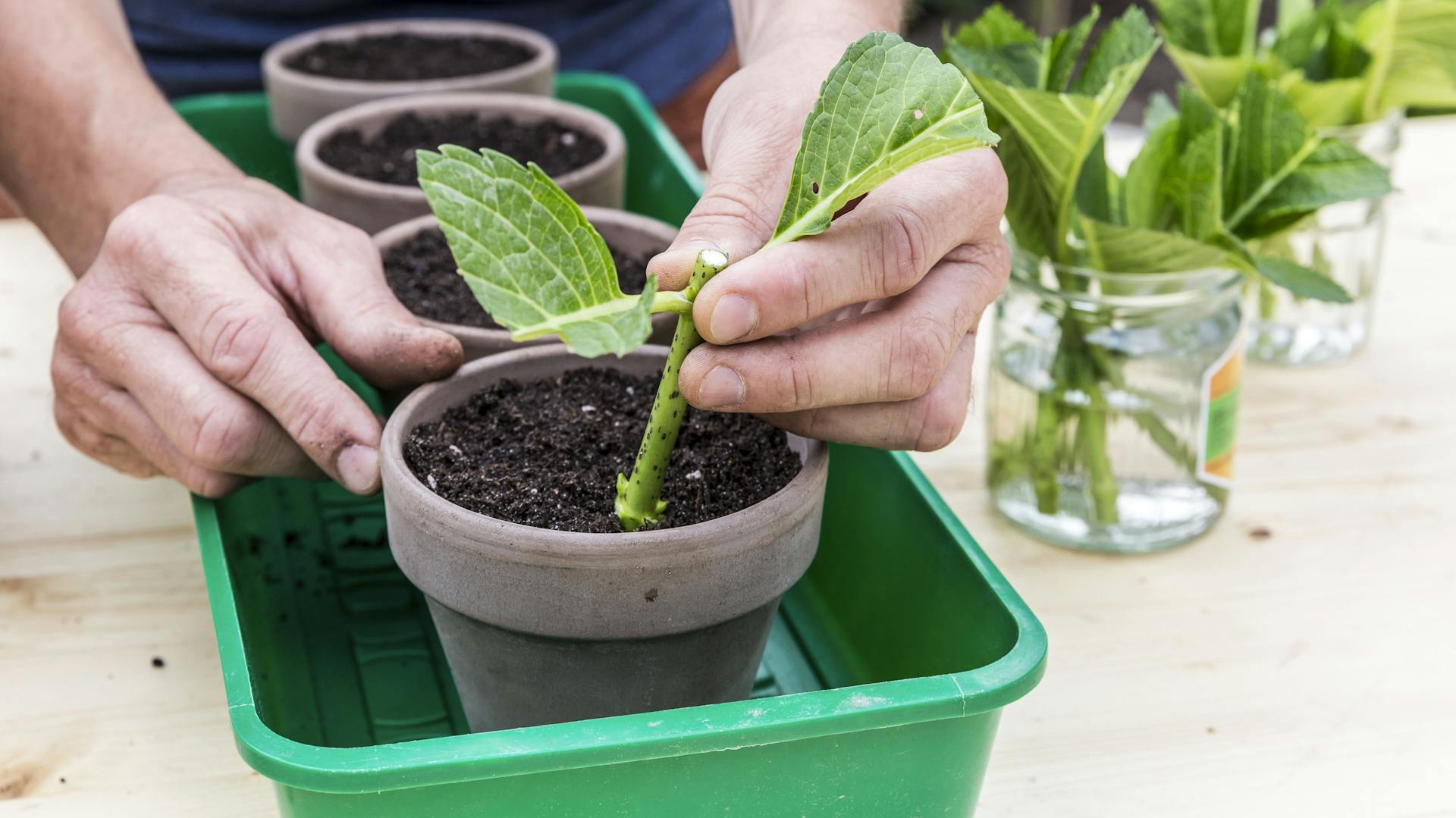 Bauern-Hortensie vermehren