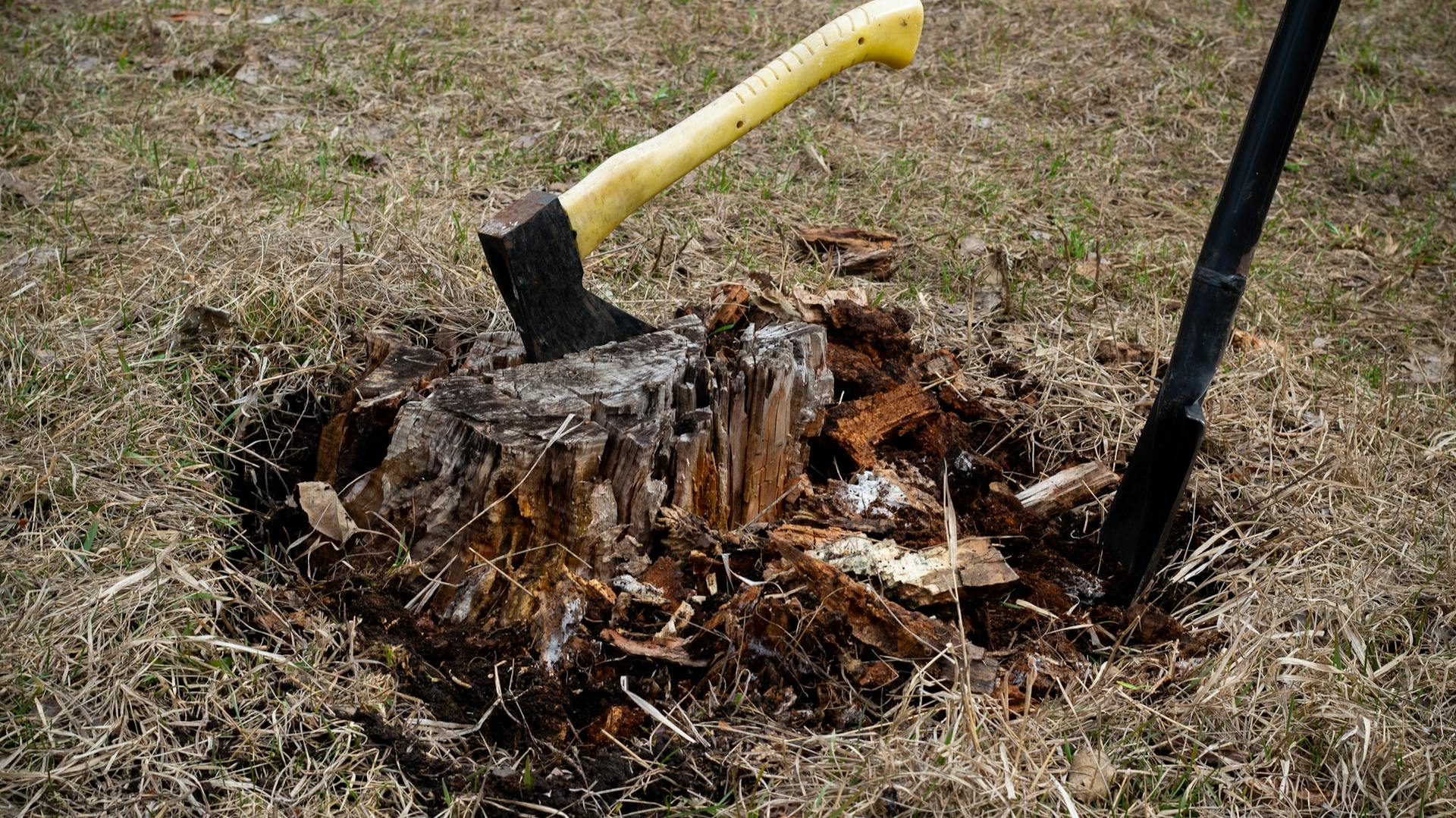 Eine Axt steckt in einen Baumstumpf.