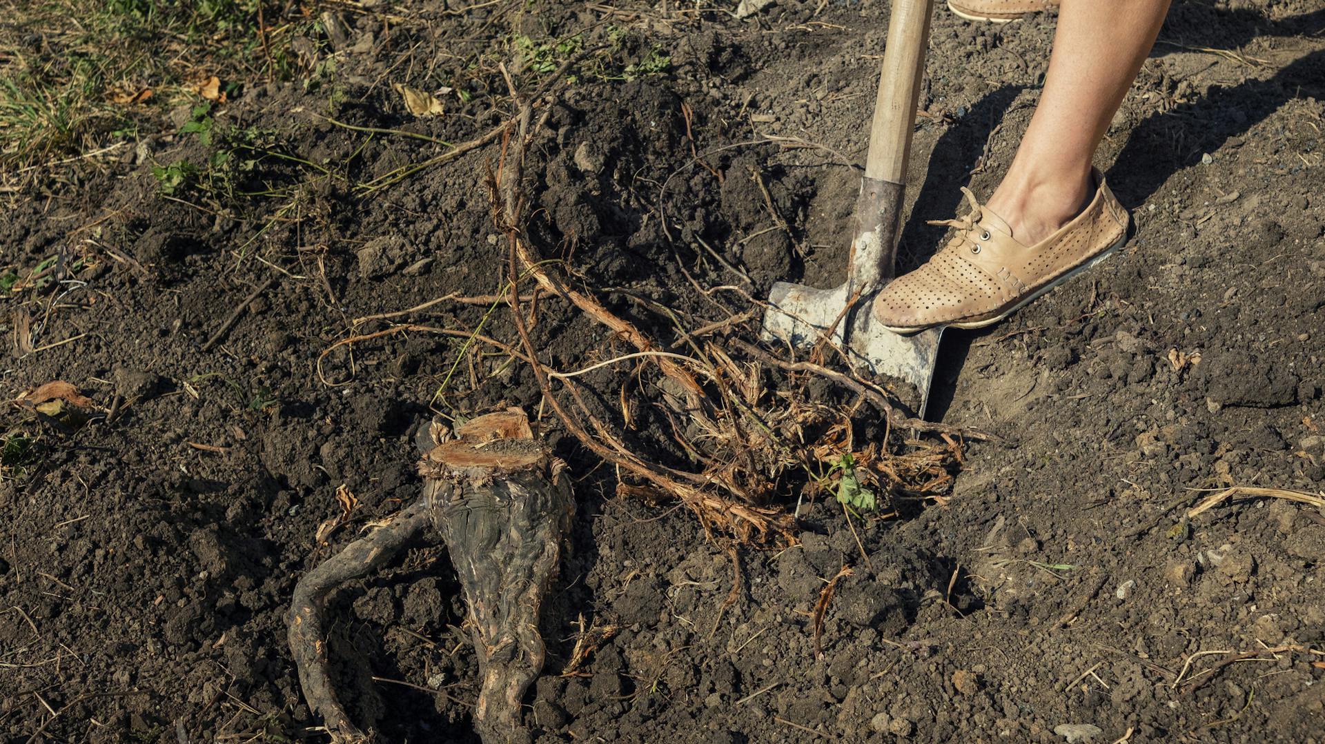 Jemand entfernt die Baumwurzeln mit einem Spaten.