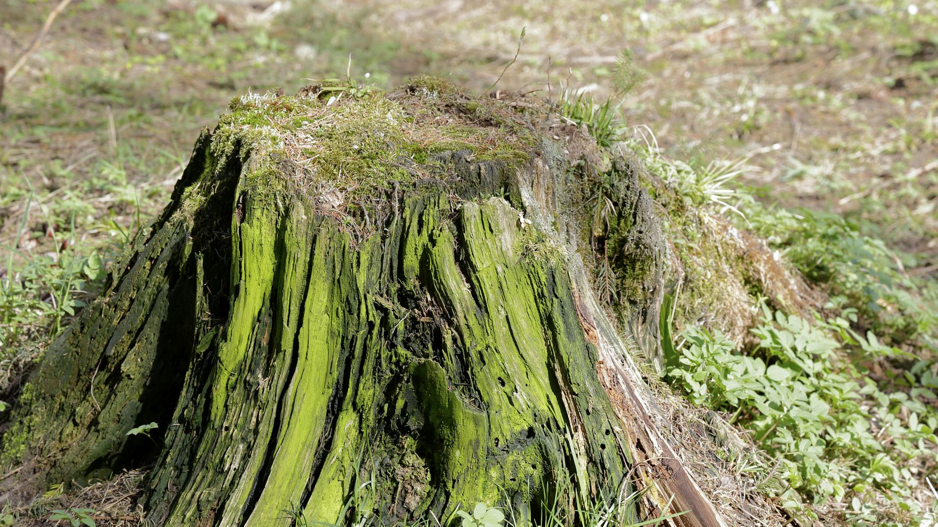 Grüner Baumstumpf verrottet mit Moos auf natürliche Weise.