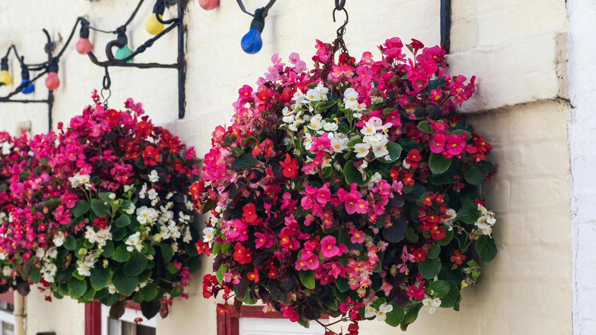 Begonien im hängenden Topf
