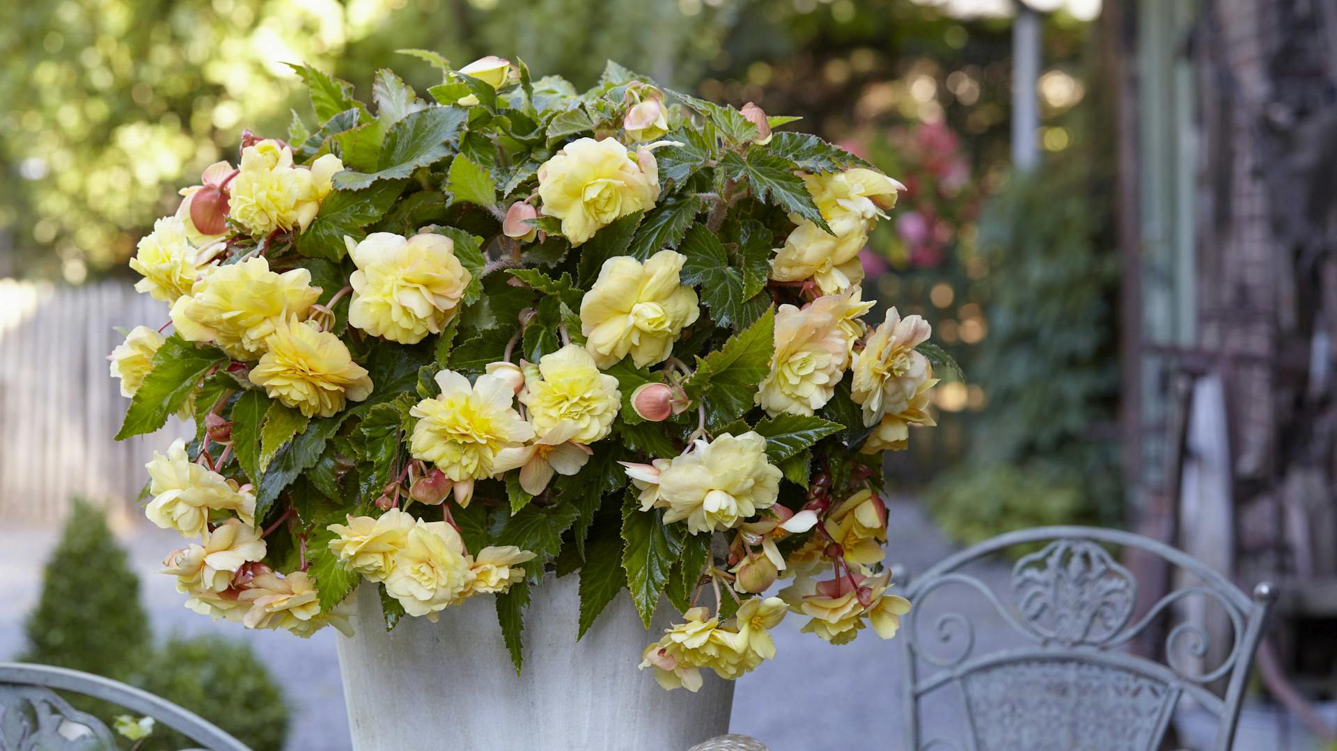 Begonien in einem Pflanztop auf einem Gartentisch