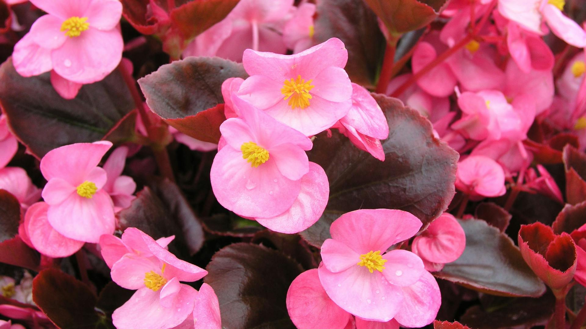 Pink blühende Begonien