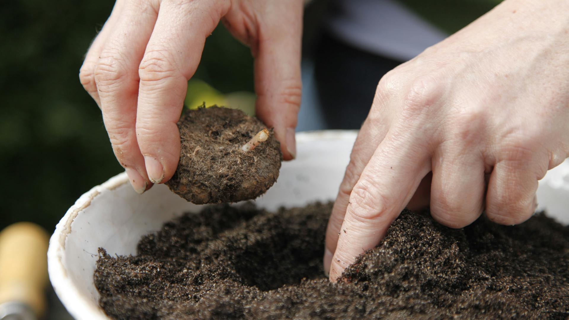 Jemand vergräbt eine geteilte Begonienknolle in Blumenerde