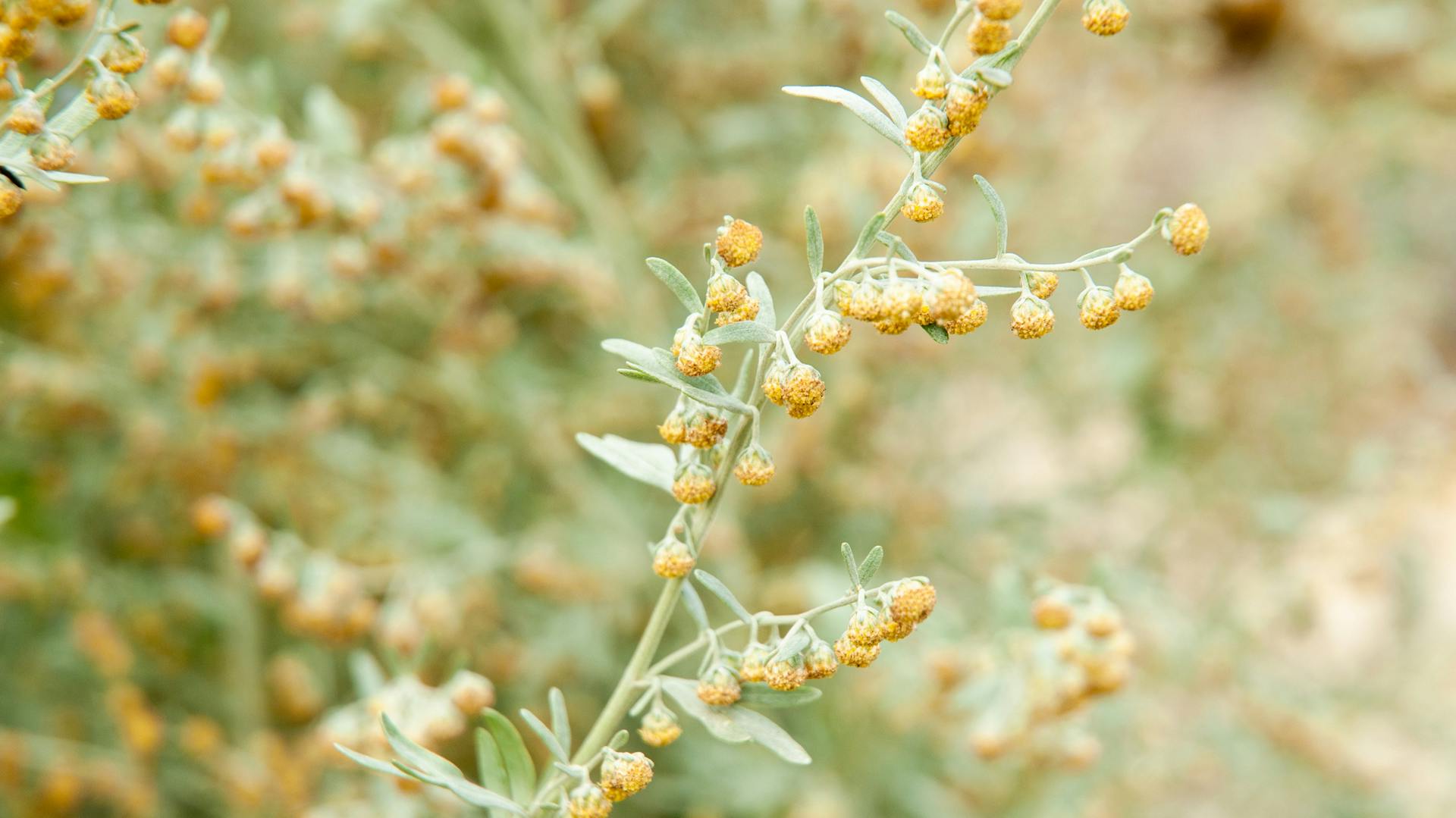 Blühender Beifuß im Garten