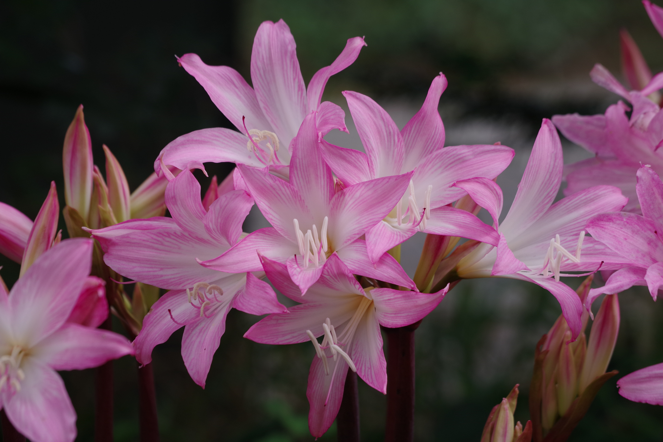 Blühende Echte Amaryllis (Amaryllis belladonna)