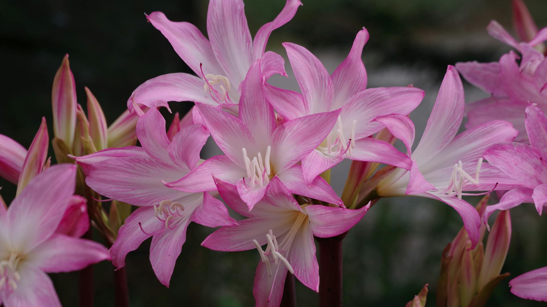Blühende Echte Amaryllis (Amaryllis belladonna)