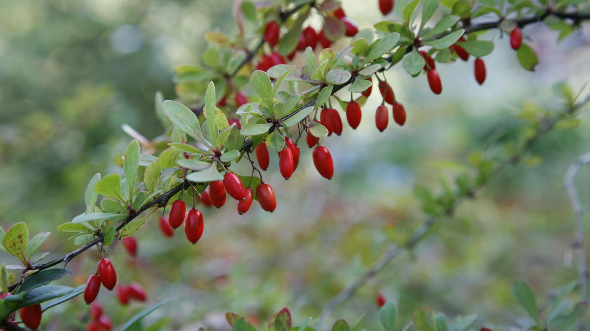 Ast einer Berberitze mit roten Früchten im Garten