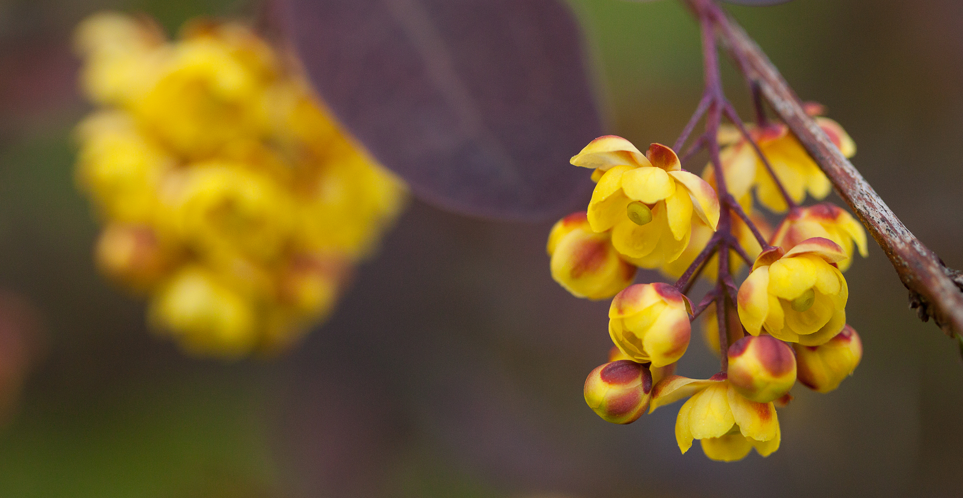 Gelbe Blüten an einem Ast der Berberitze