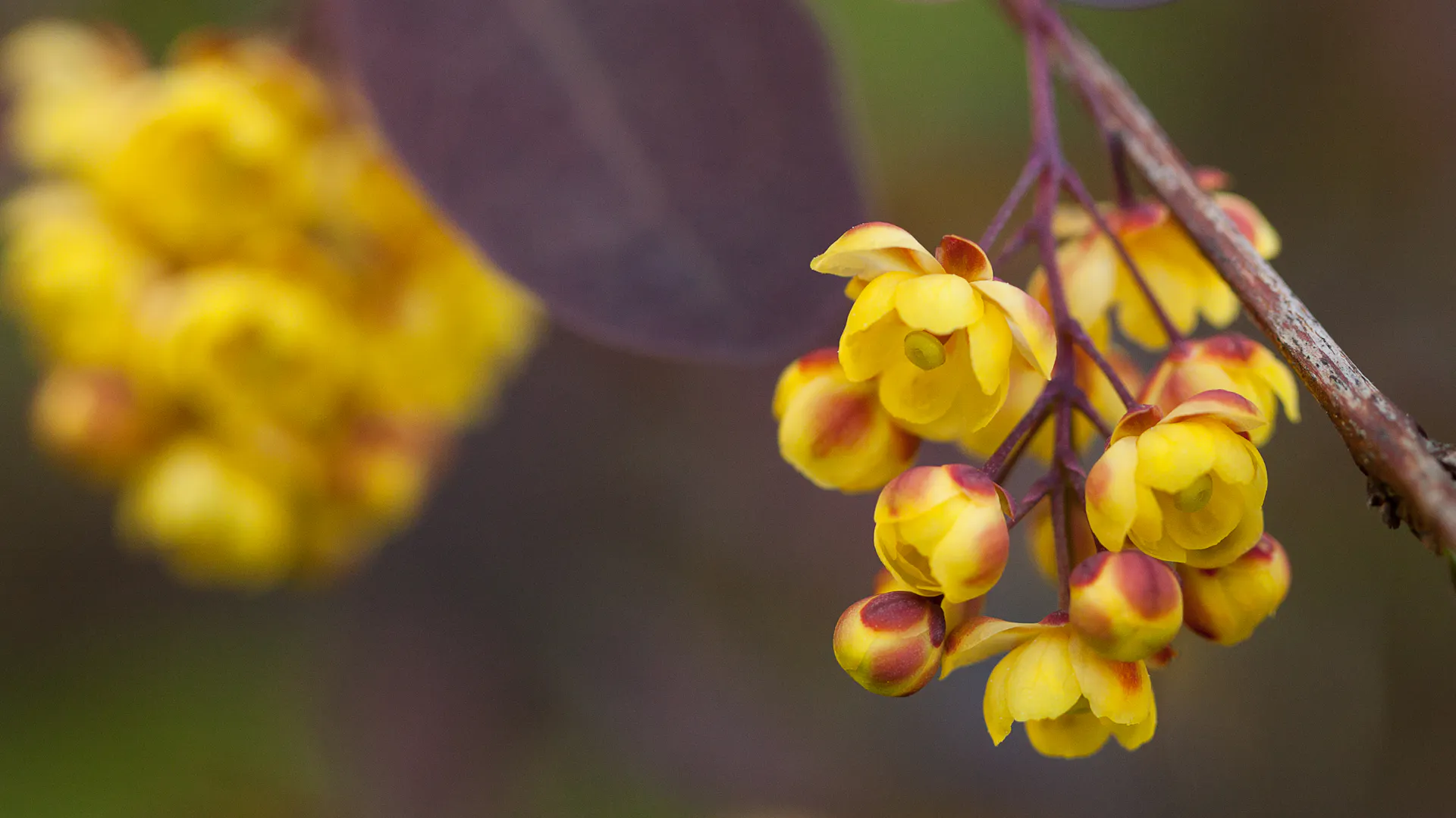 Gelbe Blüten an einem Ast der Berberitze