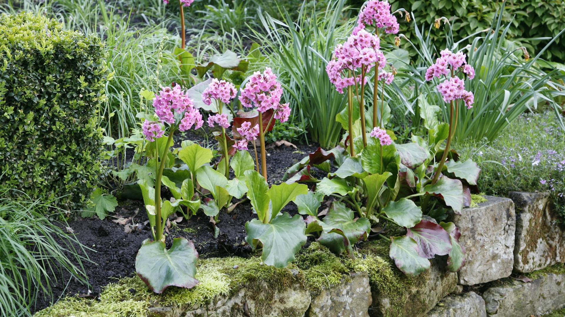 Beet mit Einfassung aus Stein