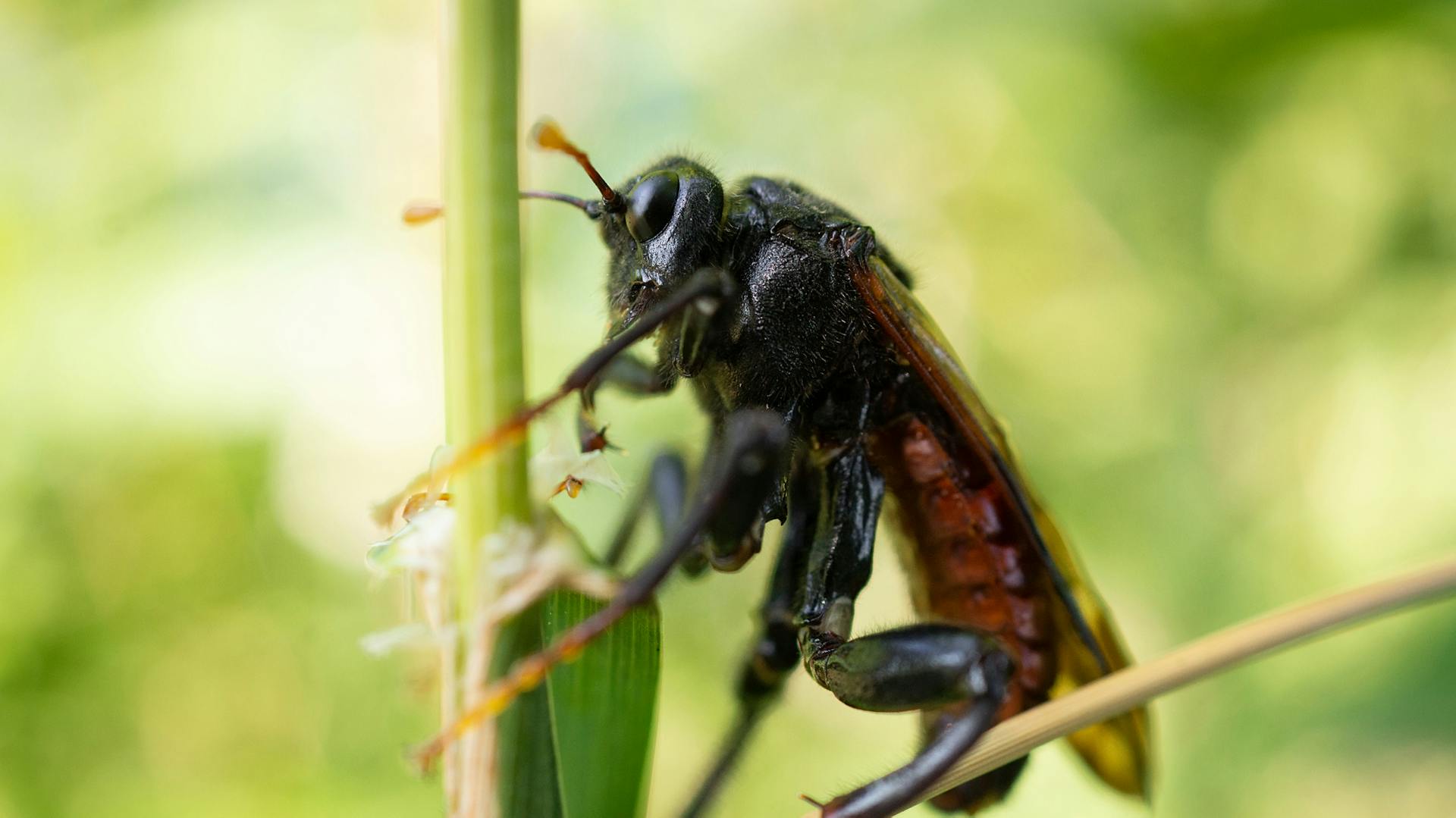 Birken Eigenschaften und Tipps im Überblick OBI