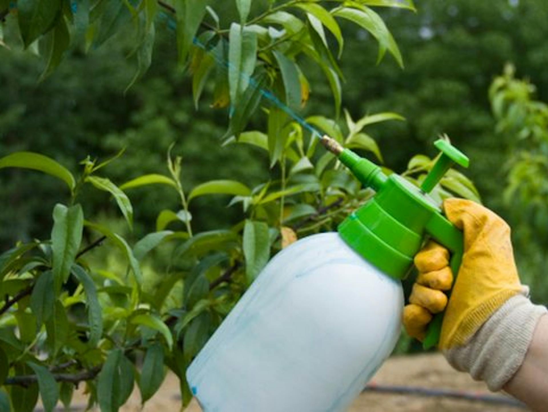 Blattläuse an Blättern mit Hausmittel und Sprühflasche bekämpfen