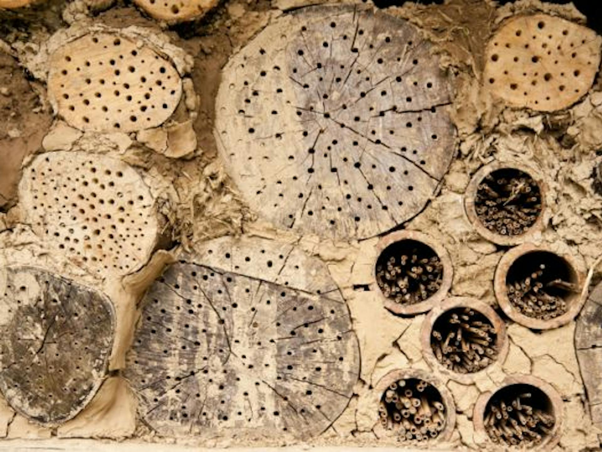 Insektenhotel für die Feinde der Blattläuse