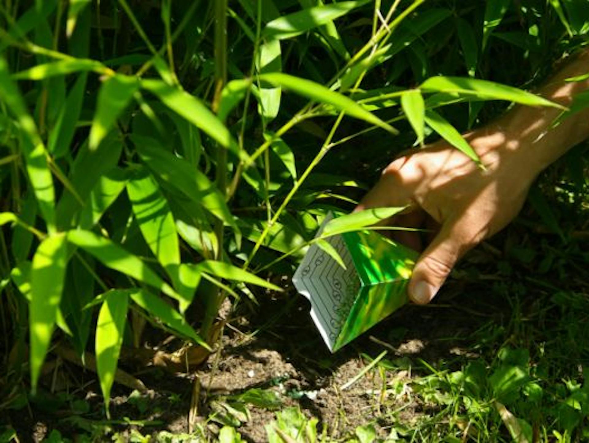 Hand streut Dünger gegen Blattläuse neben eine Pflanze