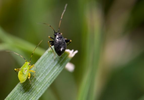 Schwarze und grüne Blattlaus auf einem Blatt