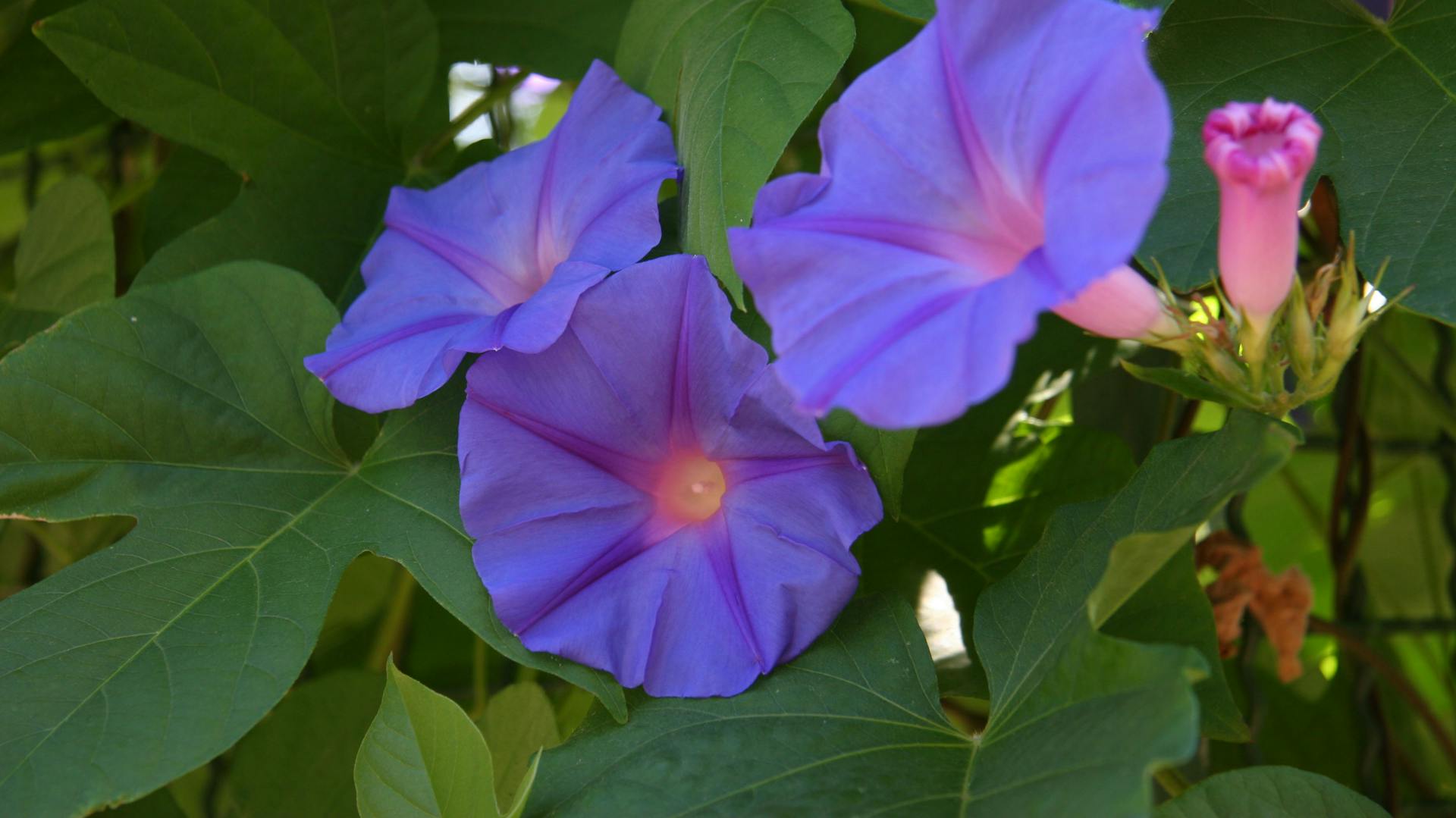 Blühende Blaue Prunkwinde