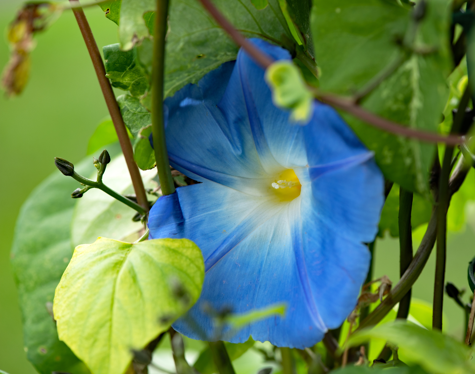 Blaue Prunkwinde mit Blüten