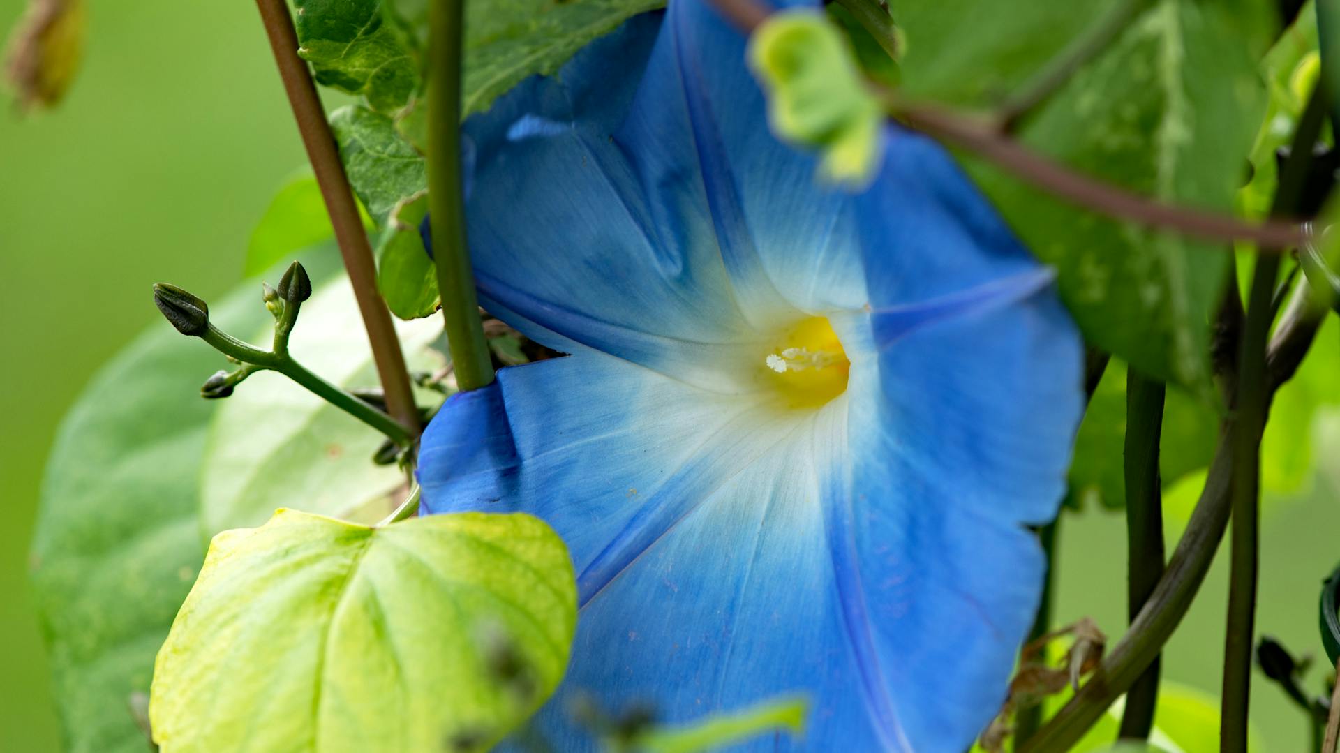 Blaue Prunkwinde mit Blüten