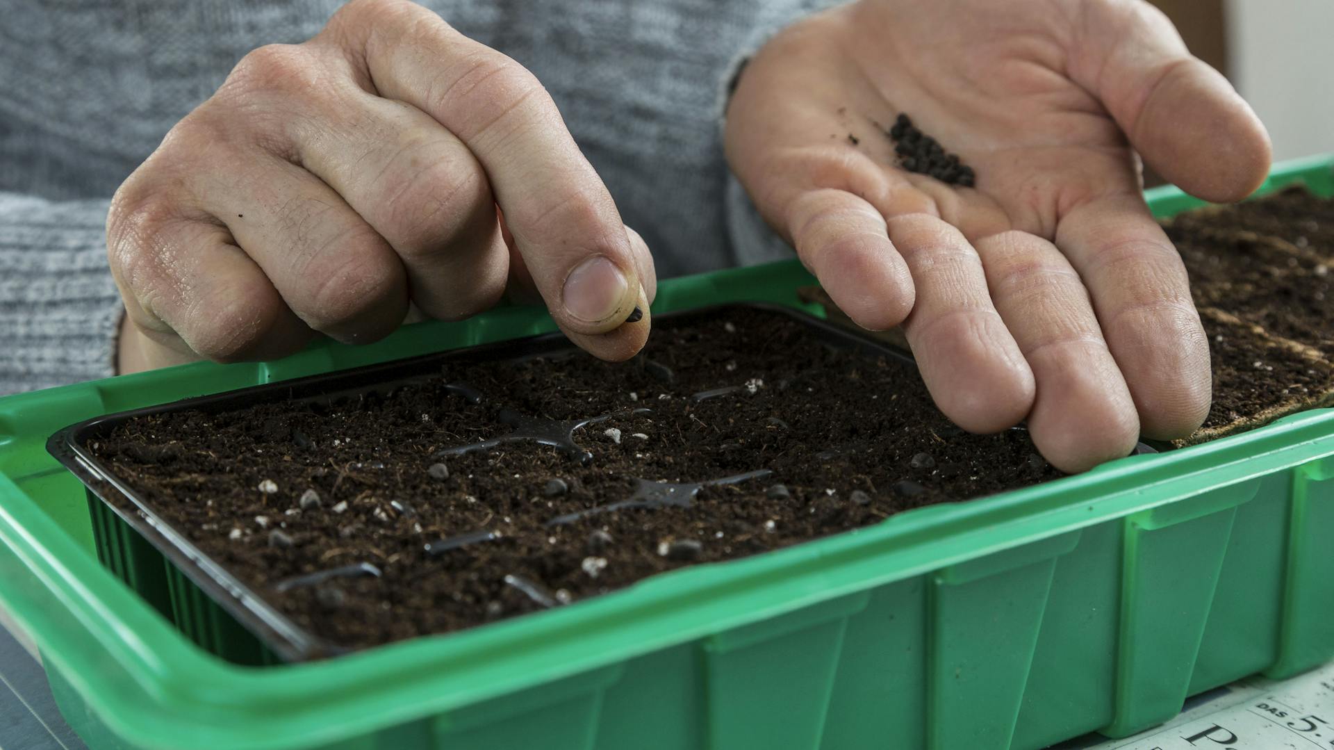 Samen der Blauen Prunkwinde werden in Aussaatgefäß gepflanzt