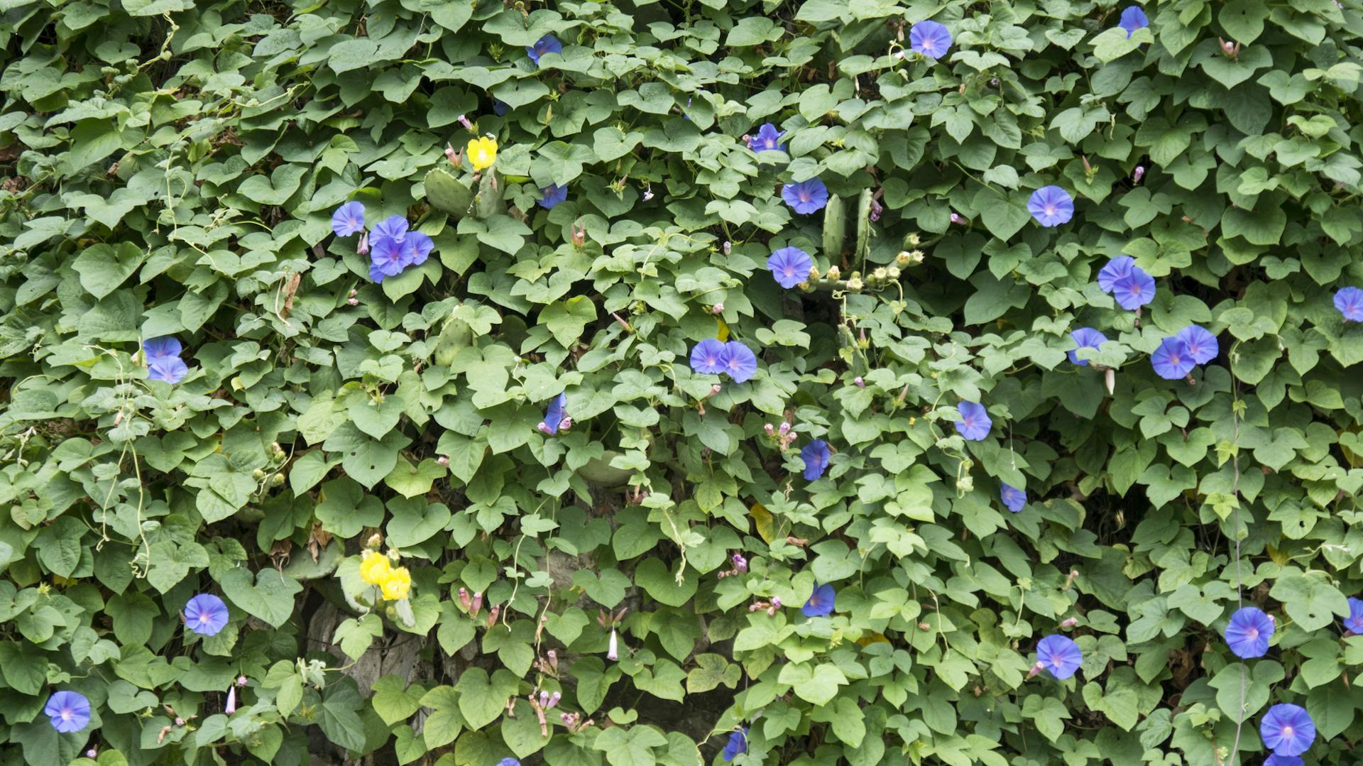 Blaue Prunkwinde als Sichtschutz