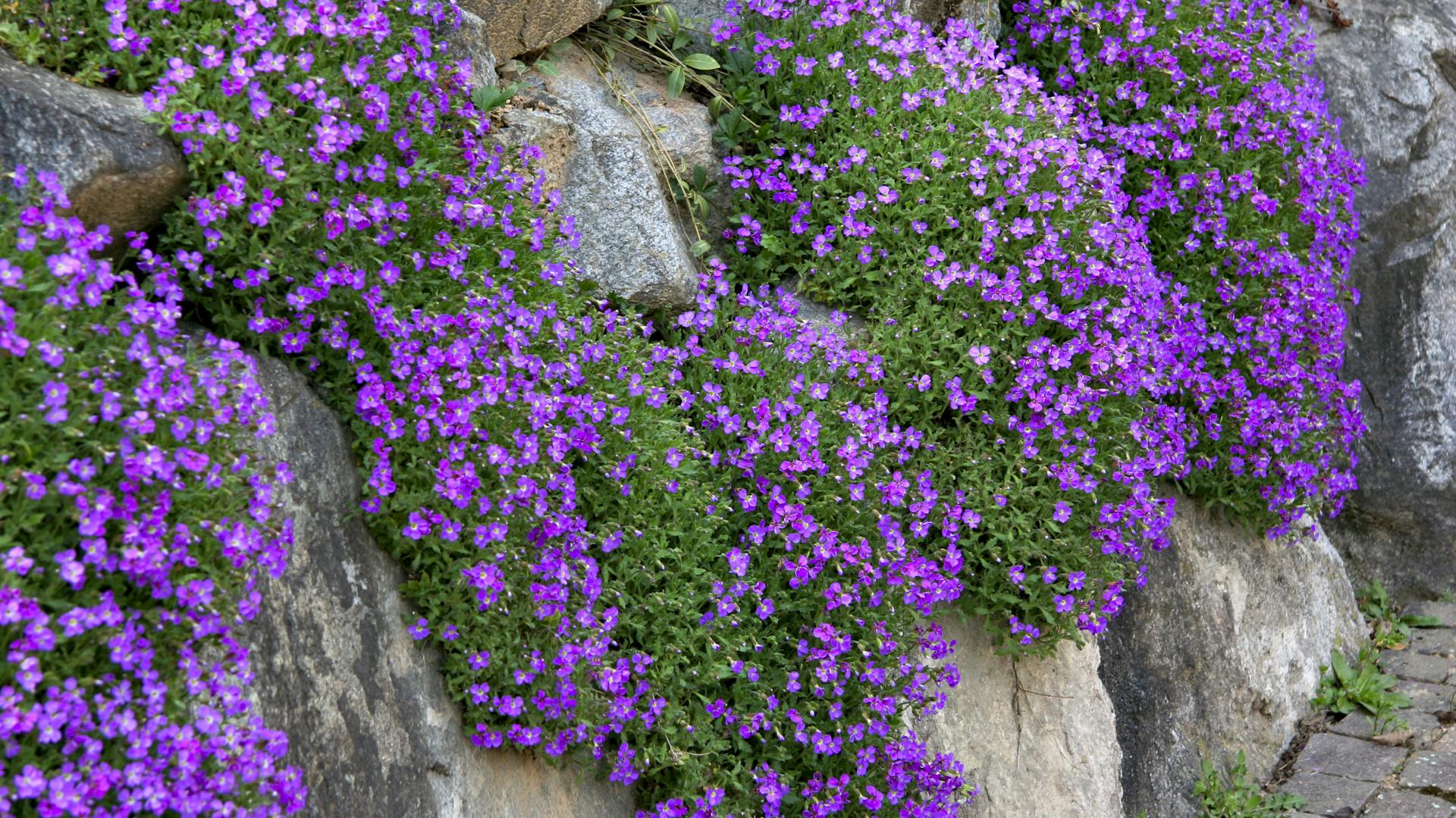 Lila blühende Blaukissen an einer Steinmauer