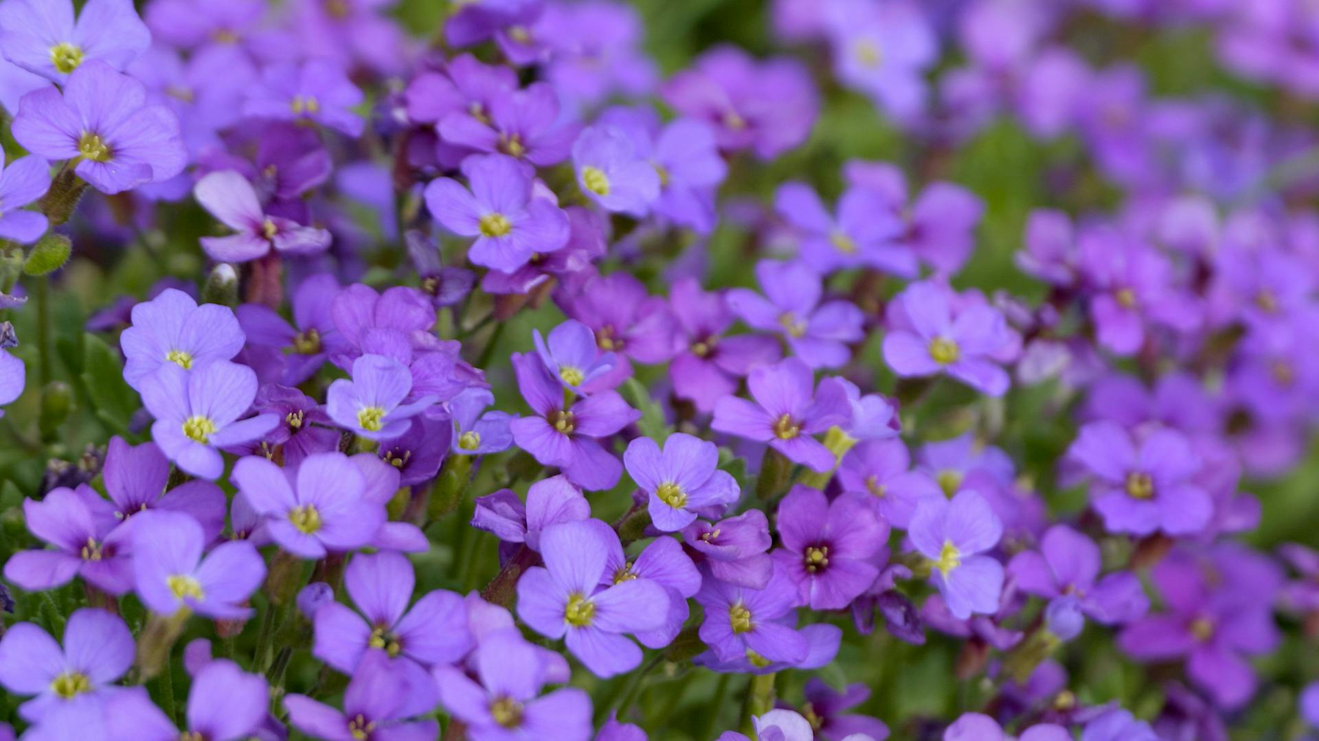Blüten von Blaukissen im Beet
