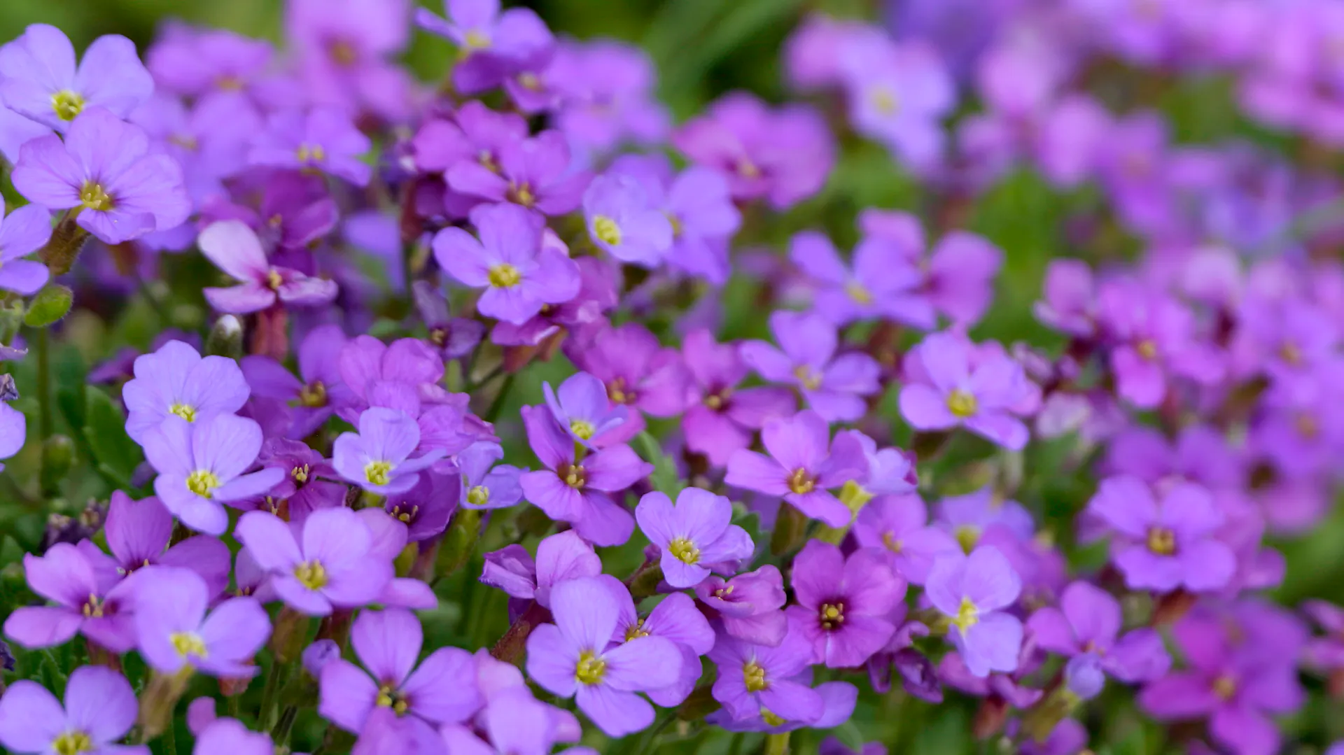 Fiori color viola brillante di un'aubrezia