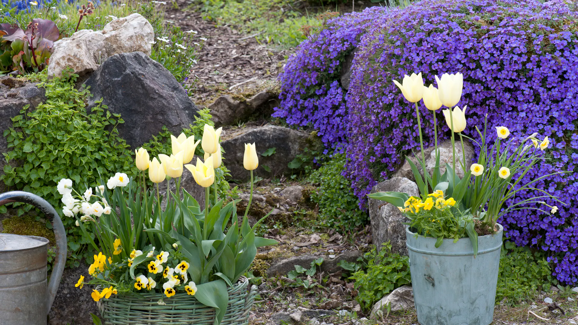 Aubrezie in fiore nel giardino accanto a piante in vaso, annaffiatoio e sentieri.