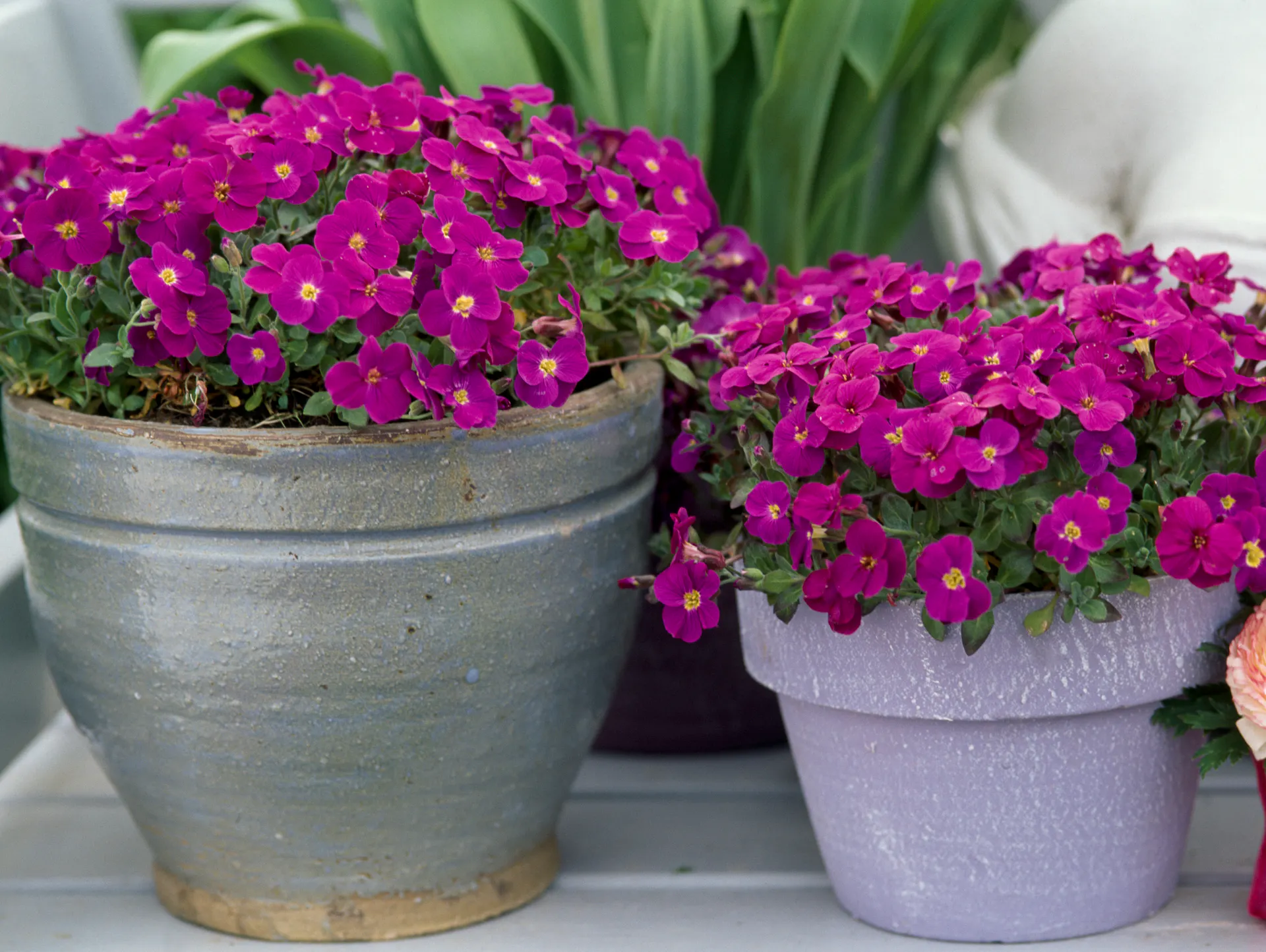 Aubrezie color lilla in vasi