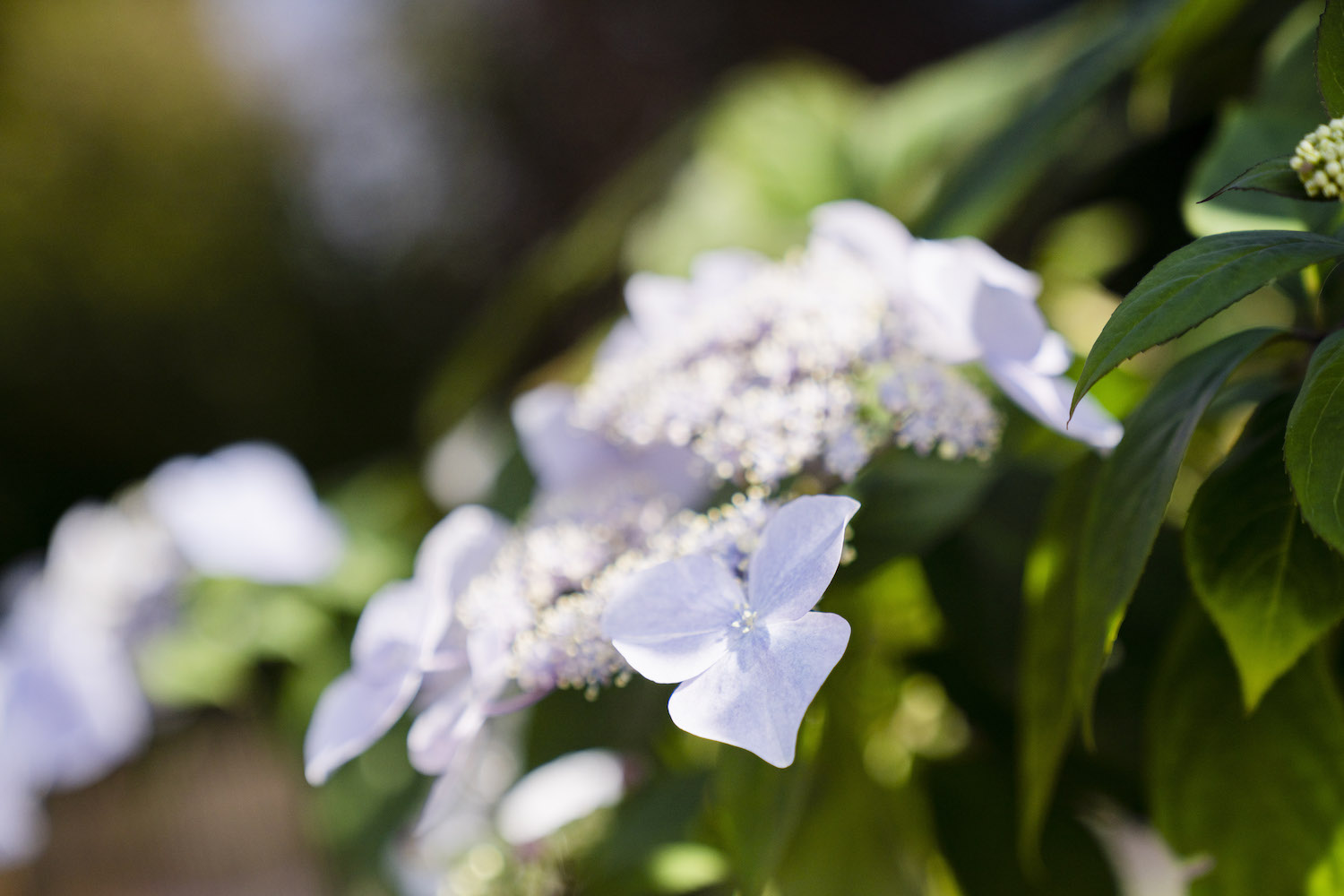 Bloimbuster Hortensie Blüte