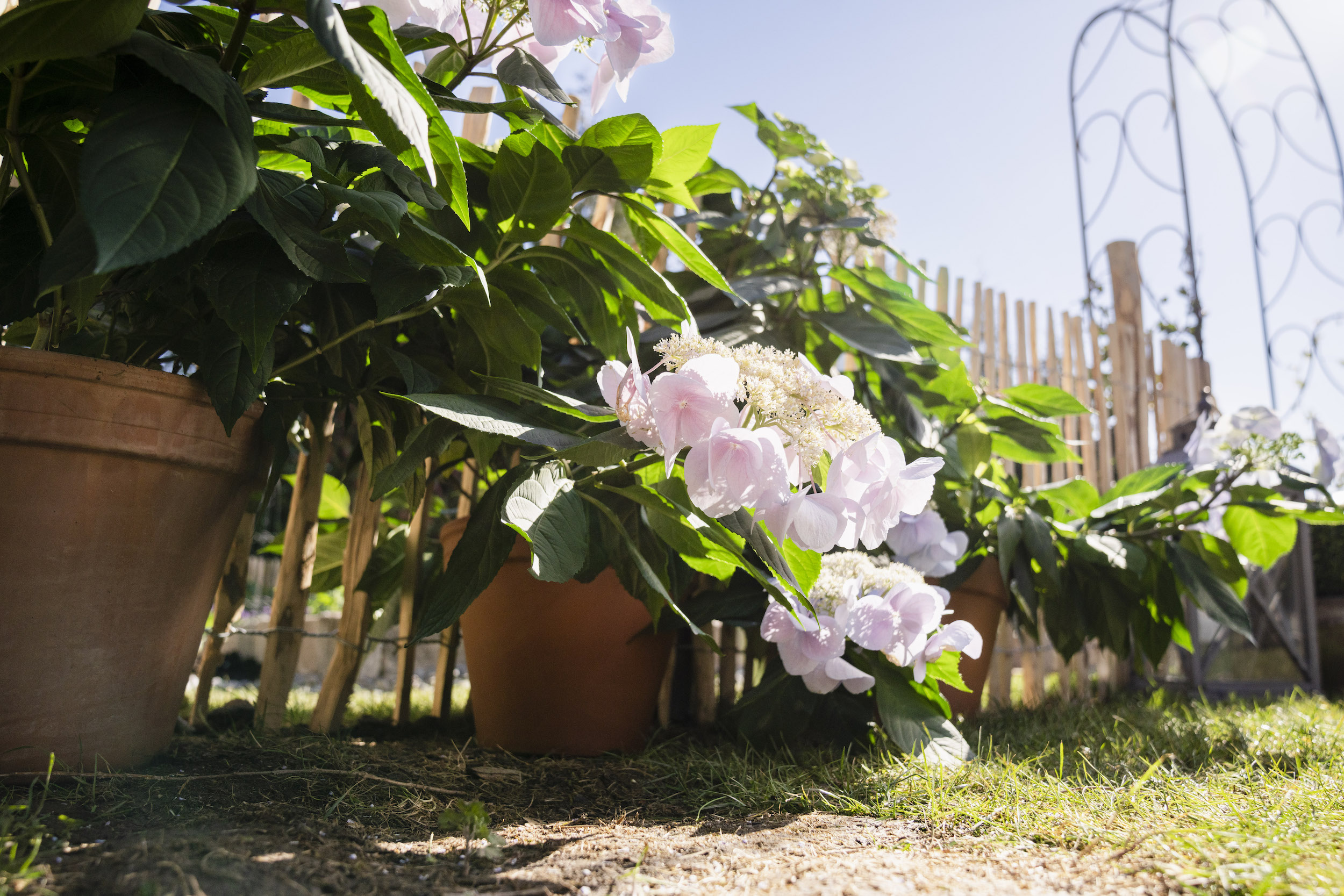 Bloombuster Hortensien vom Boden aus