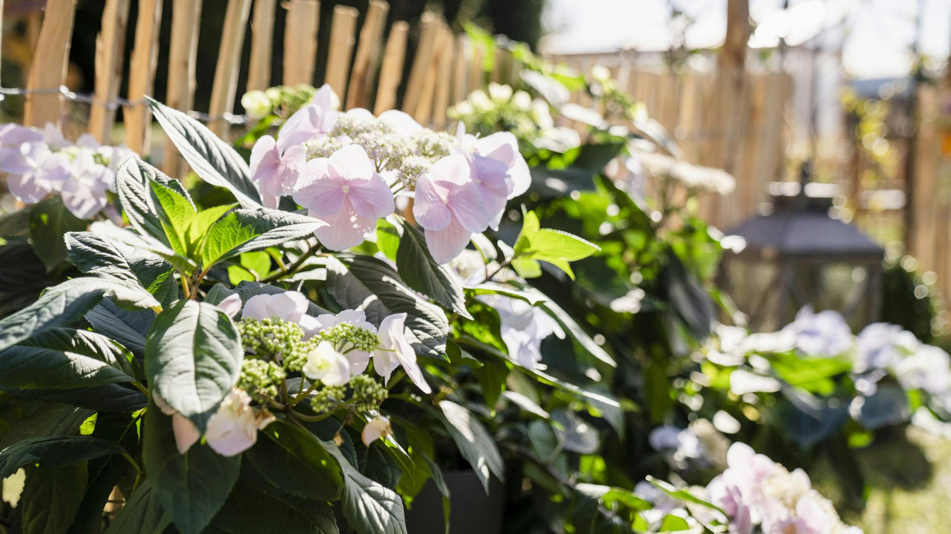 Közelkép hortenziákról a kertben, a kerítés előtt